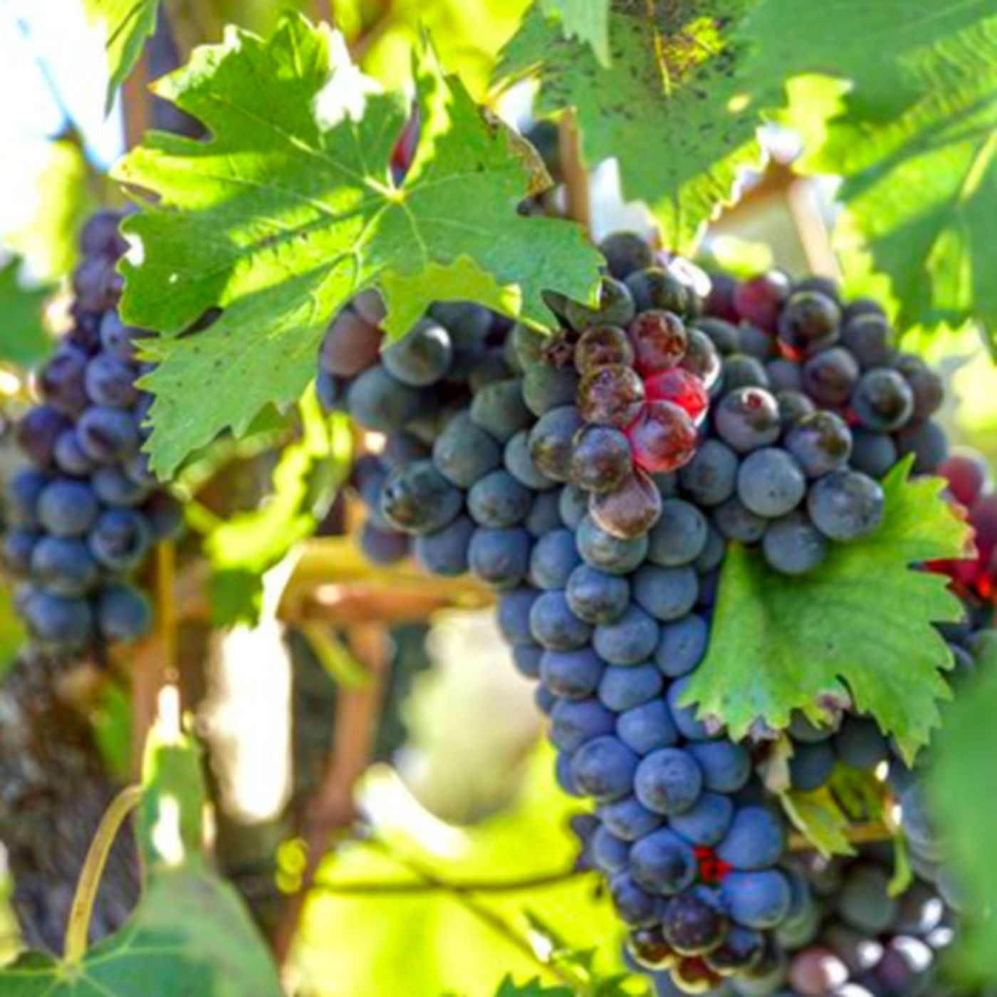 What Makes Malbec Stand Out? A Beginner's Guide to Its Color and Taste episode artwork
