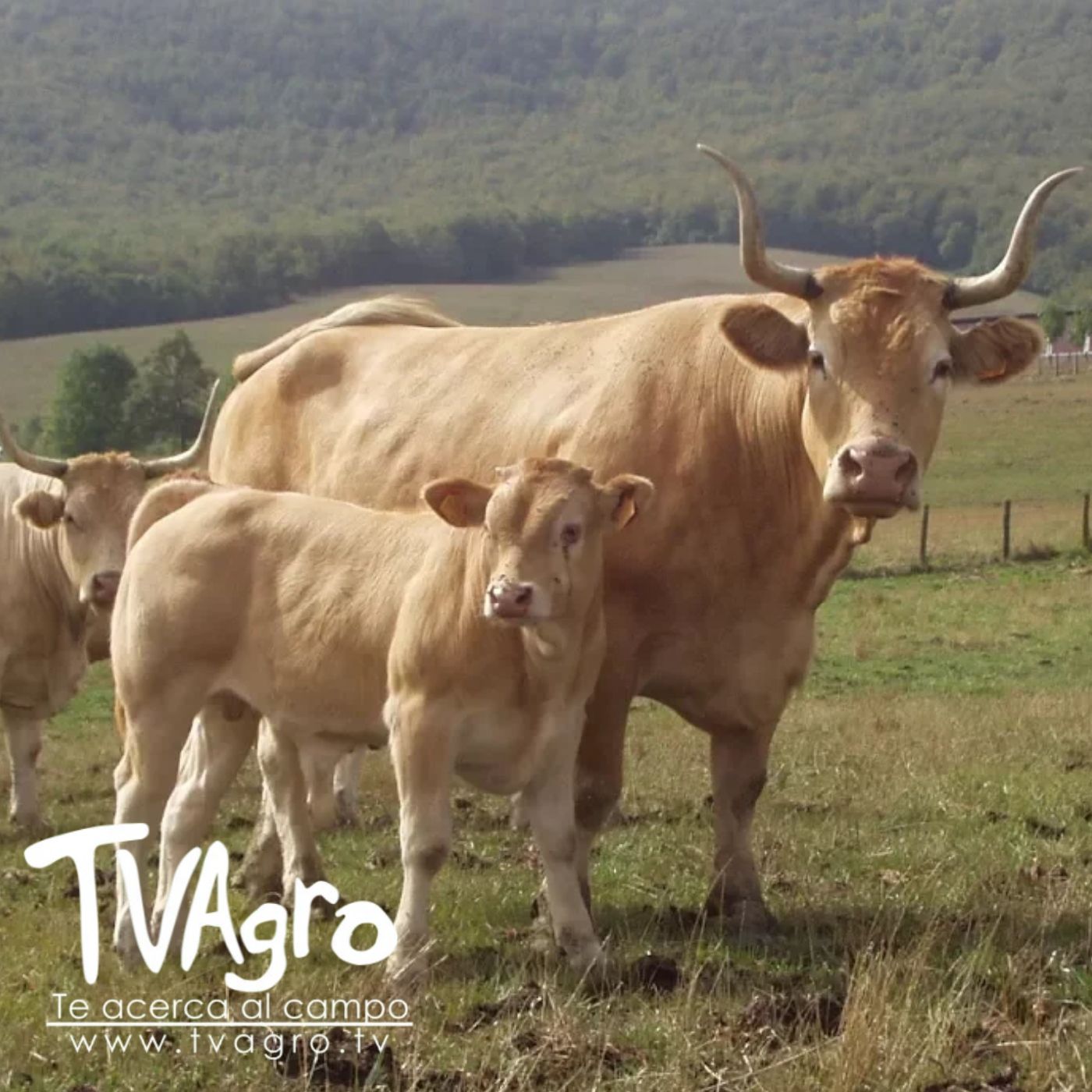 TV AGRO