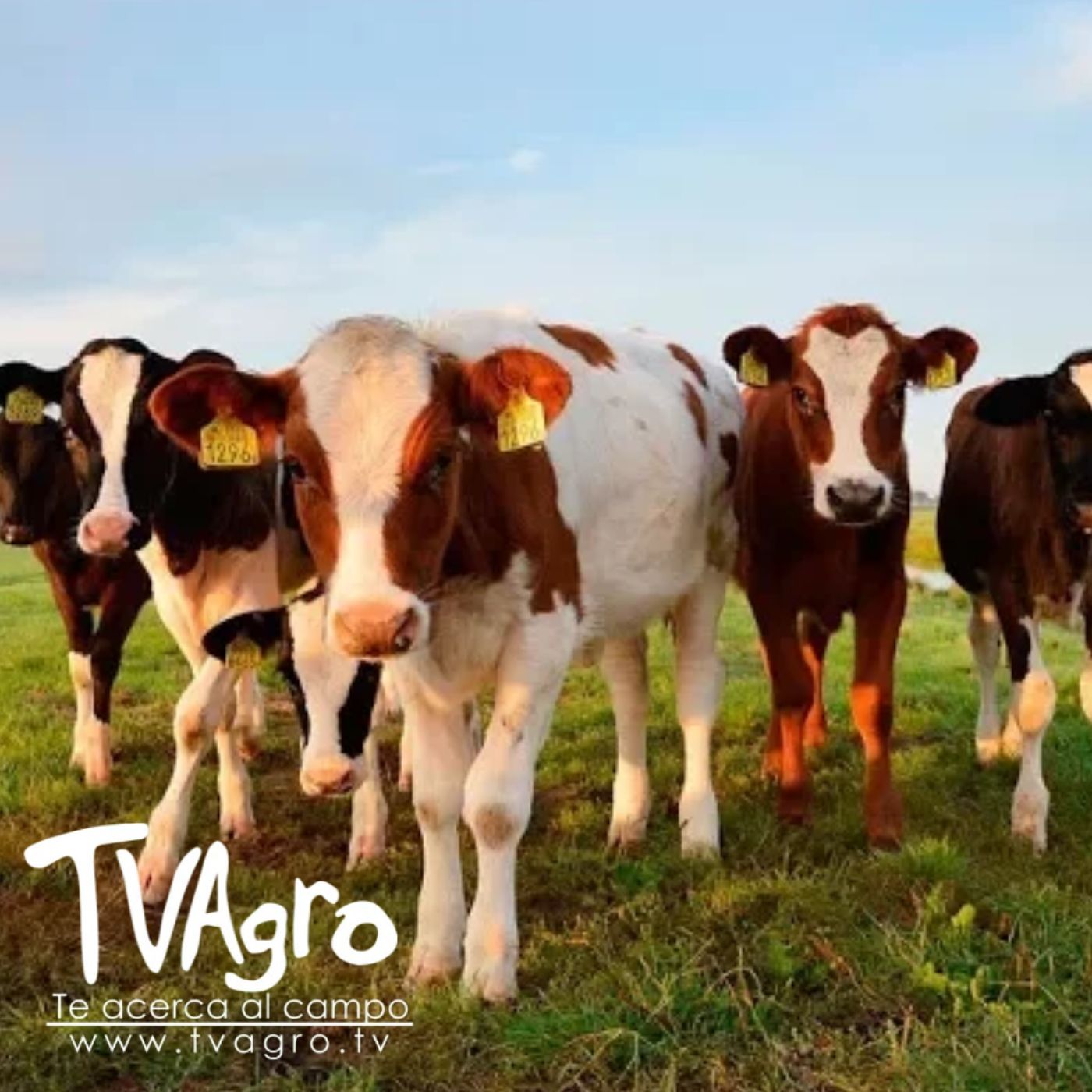 TV AGRO