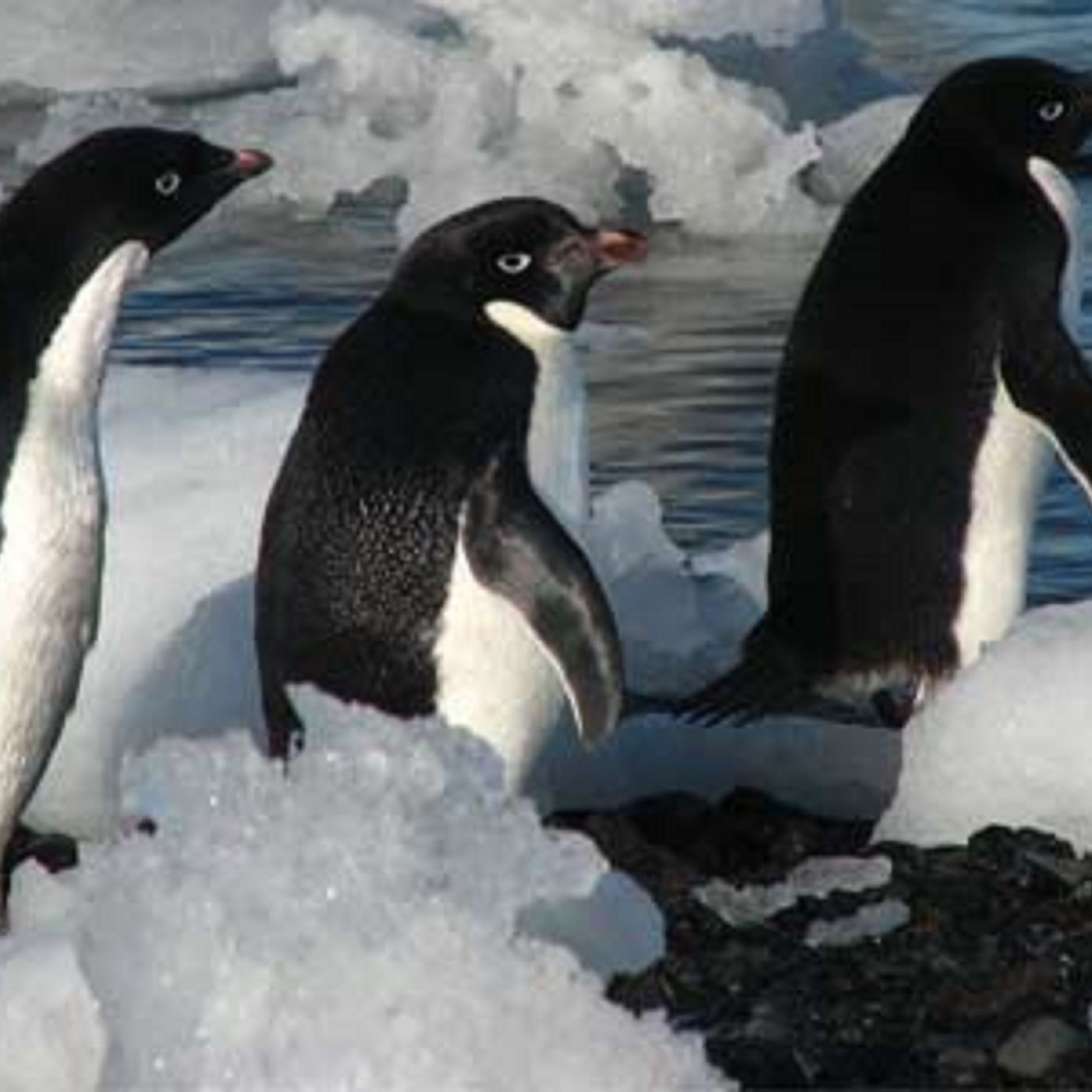 1/24/19 - How far is it to our next meal? (Adelie penguins - photo by Lin Padgham)