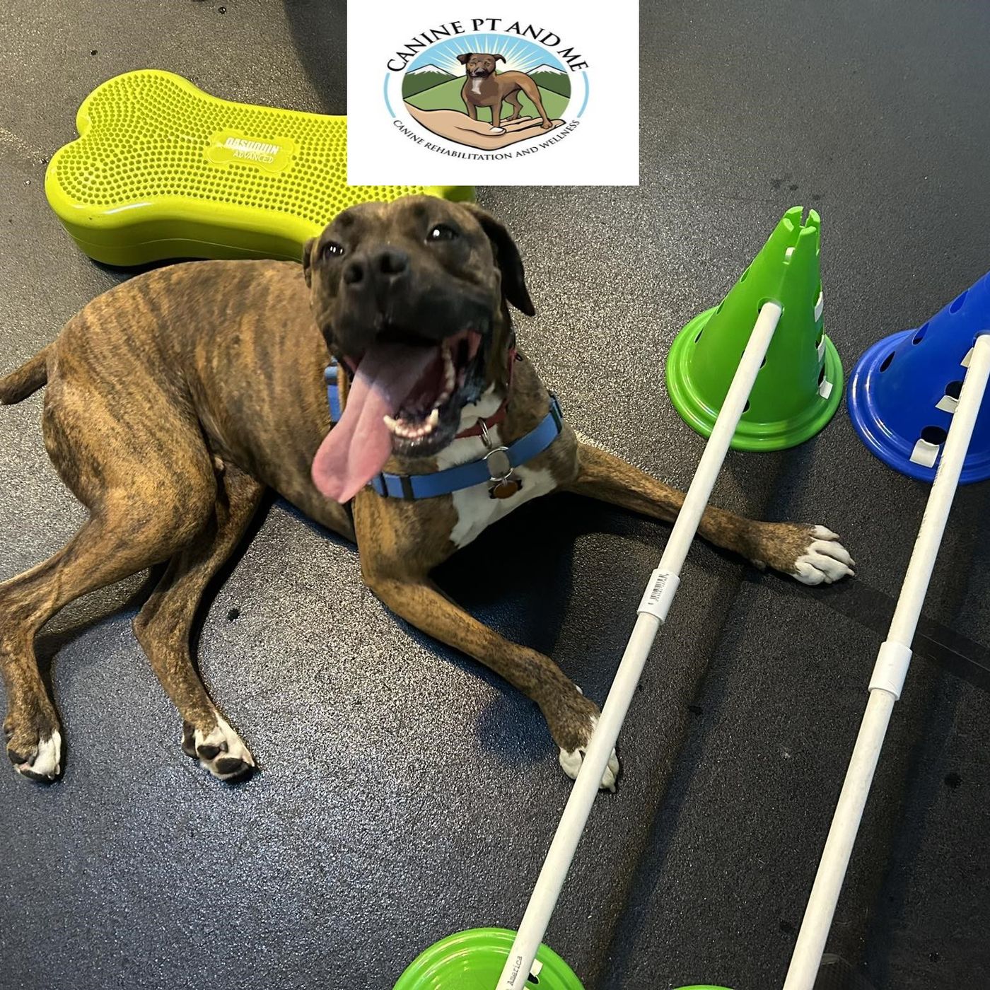 Empowering Dogs with Hip Dysplasia podcast artwork