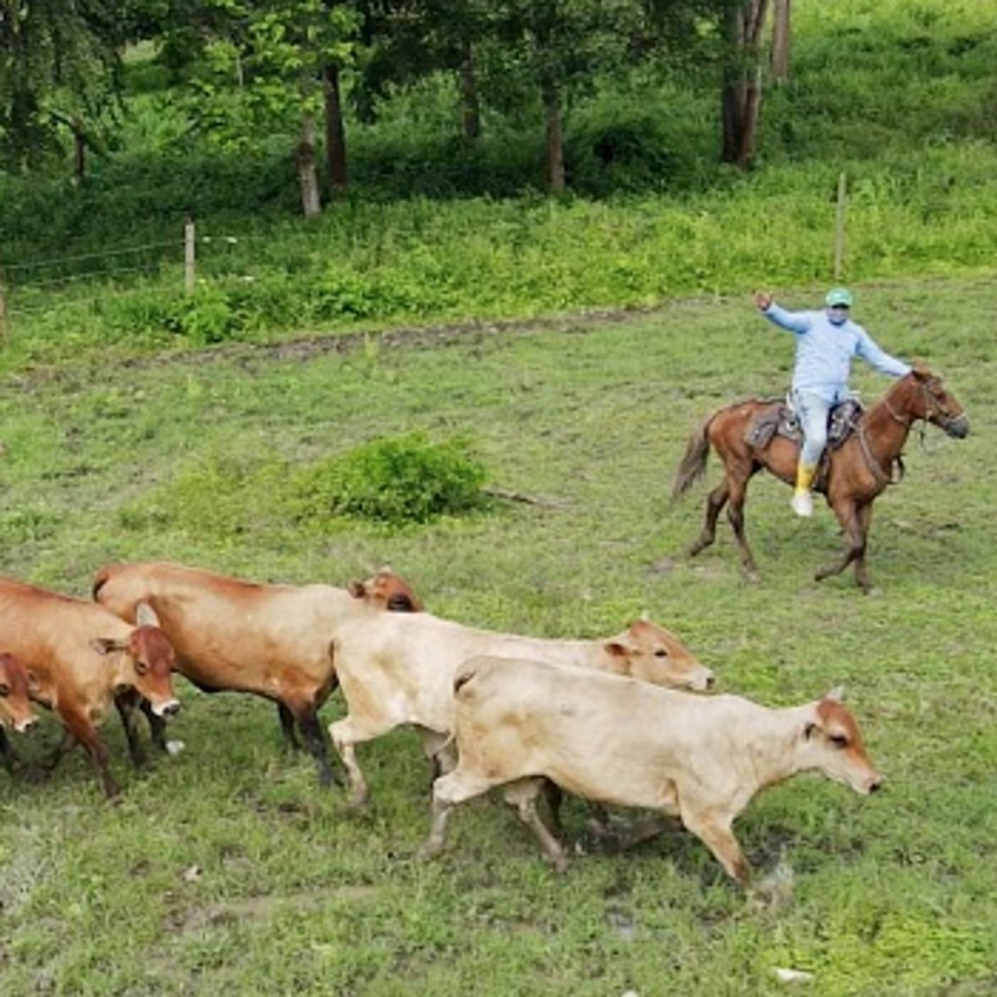 Audiolibro ModeloProductivo Carne Bovina
