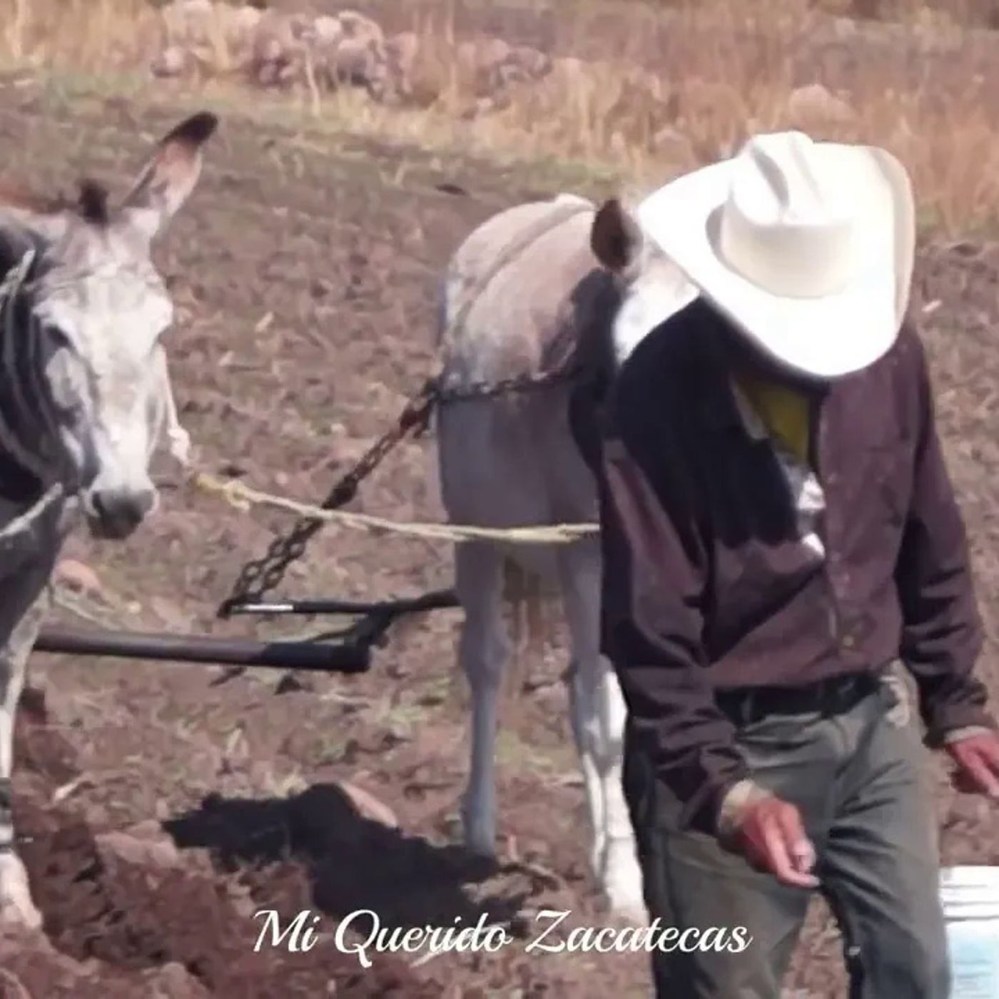 _SEMBRANDO LA TIERRA EN MI QUERIDO ZACATECAS MÉXICO_