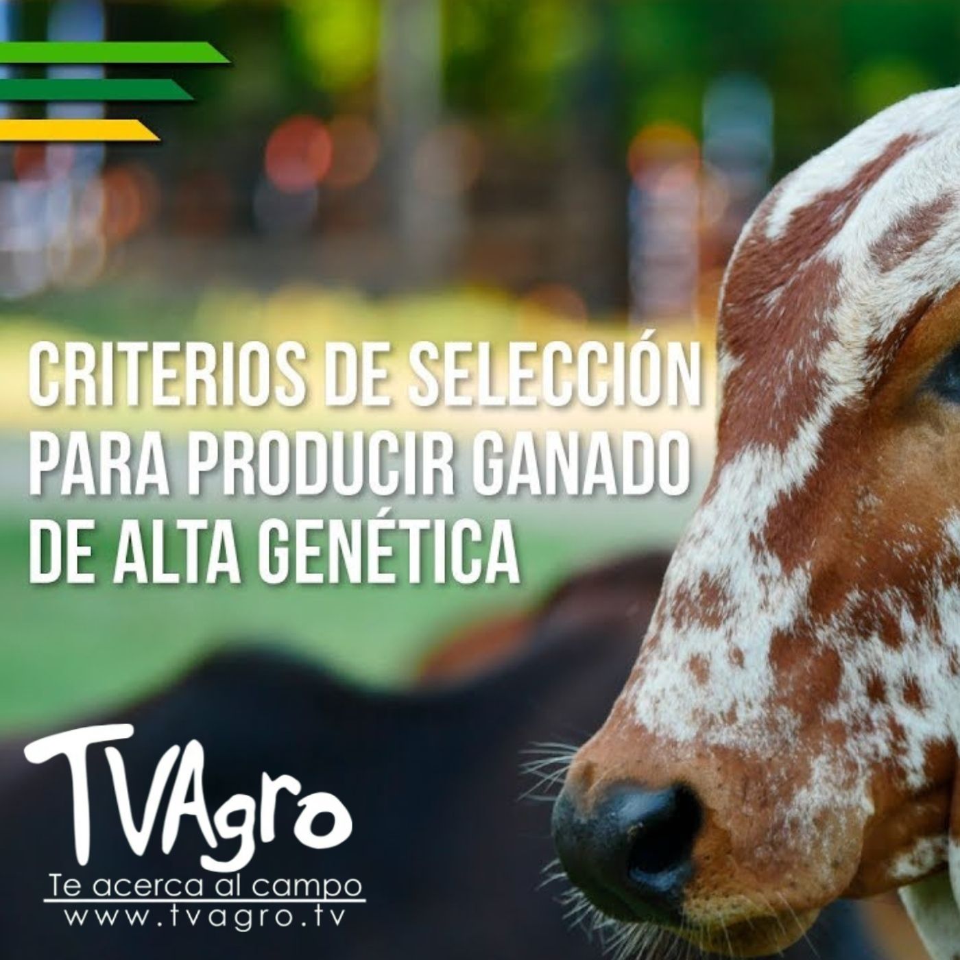 TV AGRO