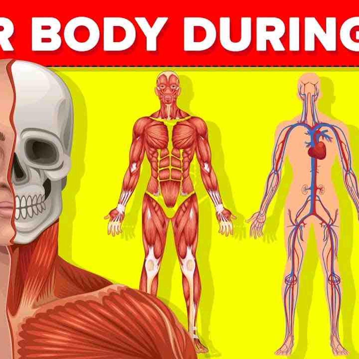 What Happens to Your Body While You Are Having Sex episode artwork