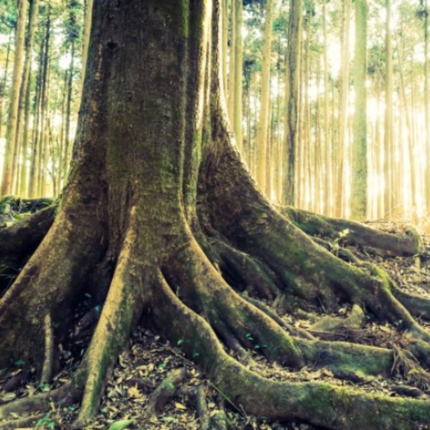 Meditazione con Pietre e Cristalli
