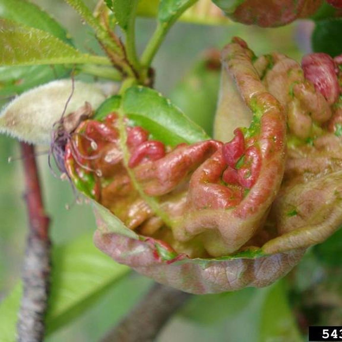 Down the Garden Path: Recognizing and managing peach leaf curl in the home orchard episode artwork