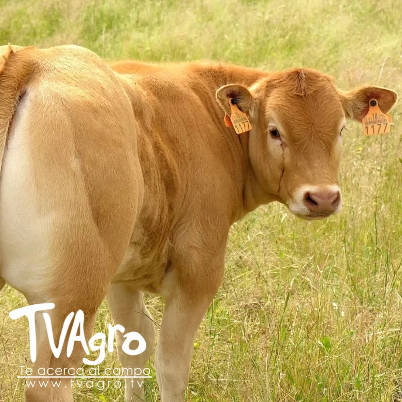 TV AGRO