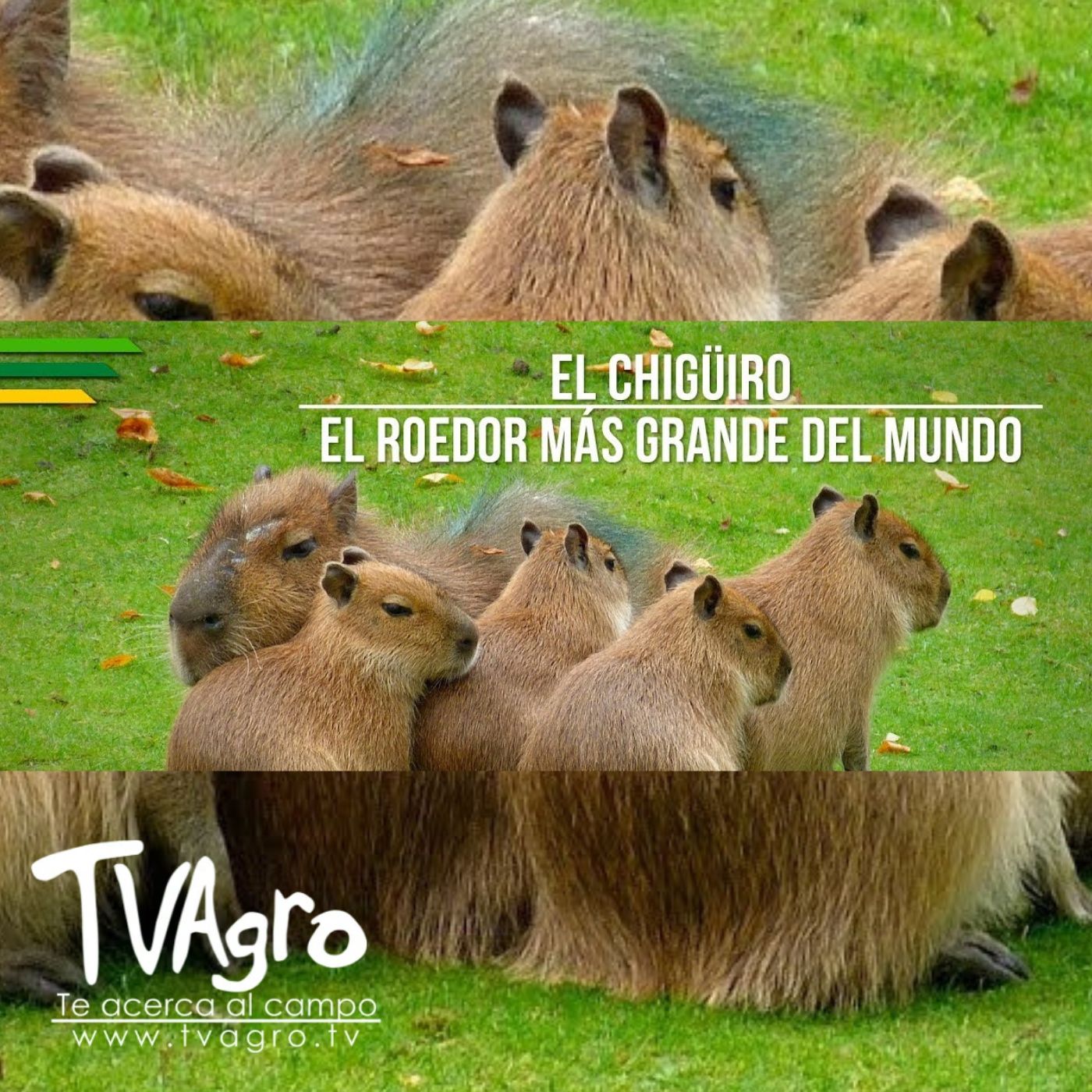 TV AGRO