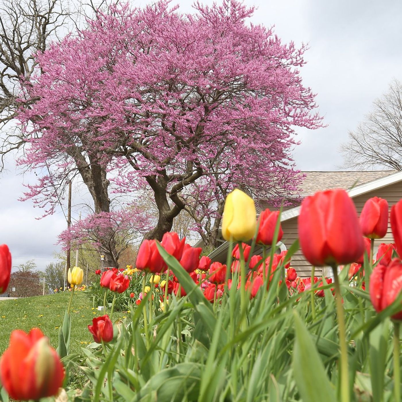 Sandwich Park District gets ready for annual spring gardening workshop episode artwork