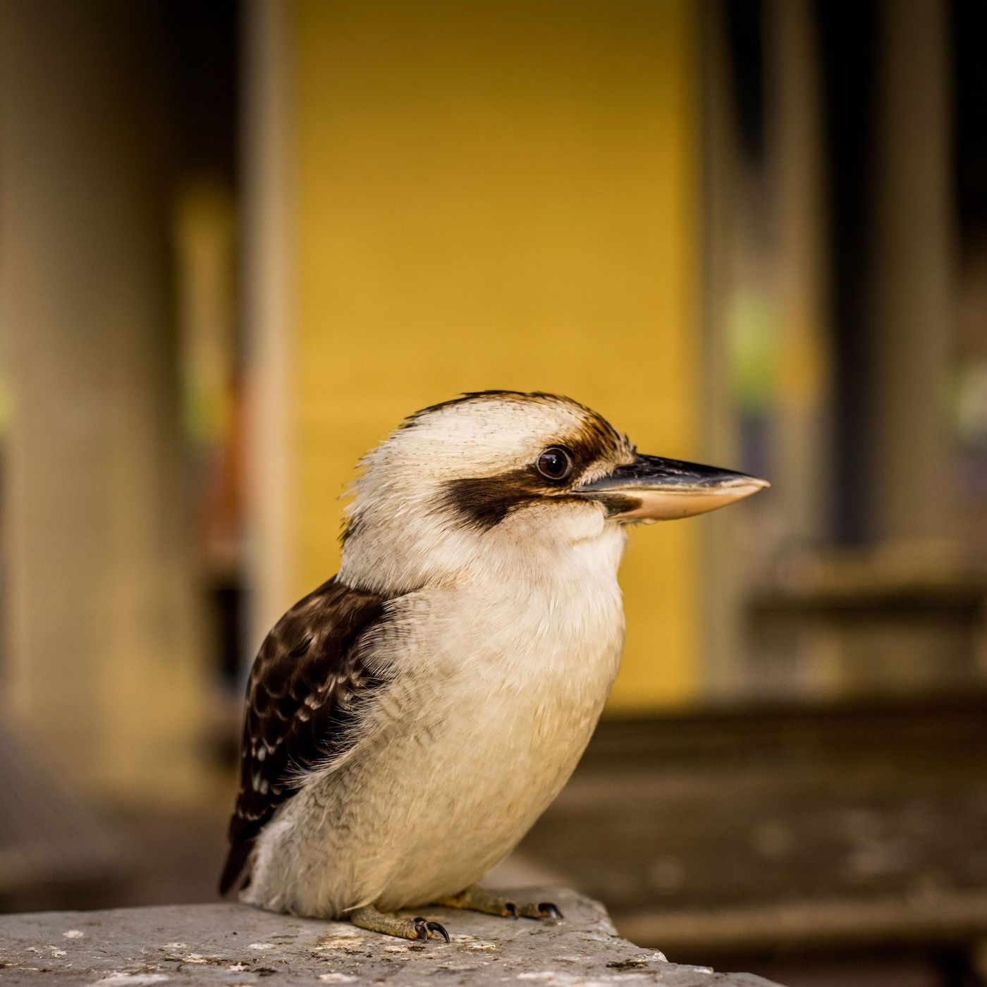 Sleepy Kookaburra Night - 10 Hours Sleep Sound episode artwork