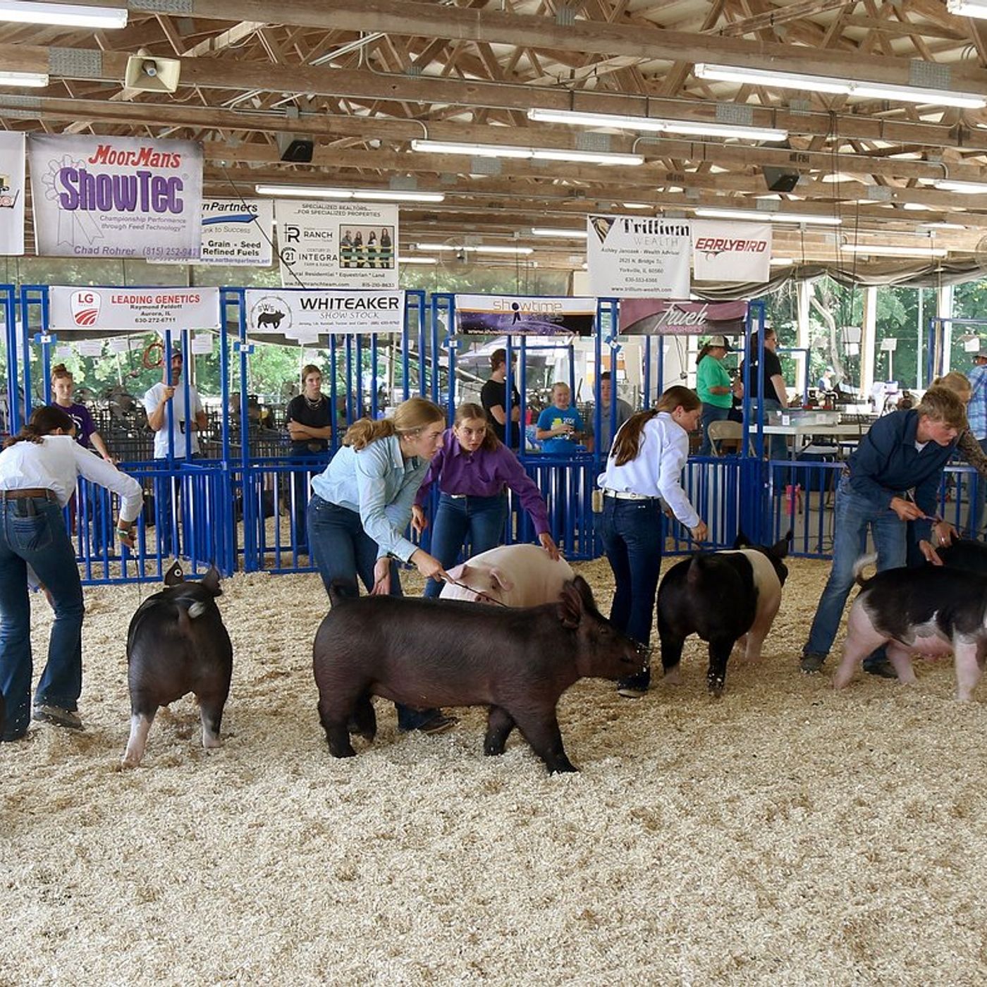 Kendall County Fair kicks off Thursday for weekend of family fun episode artwork