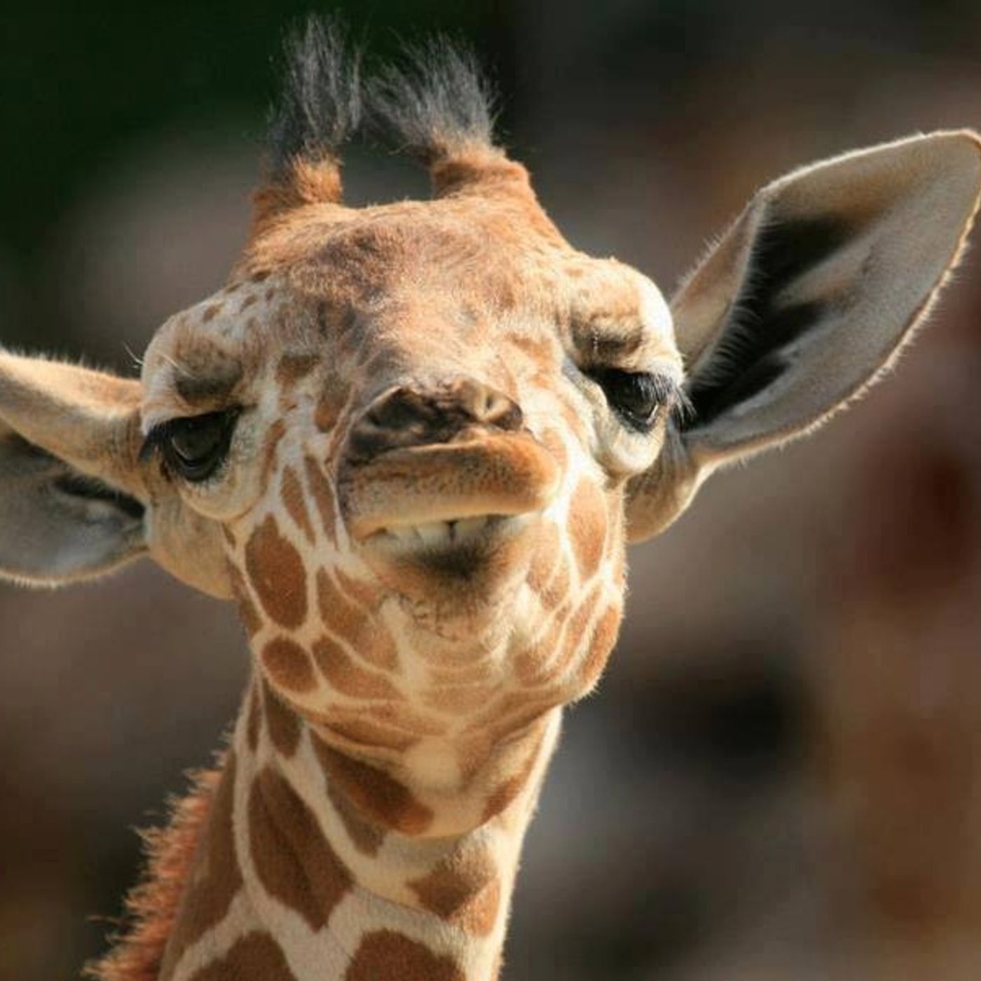 الزرافة تتحدث cover art