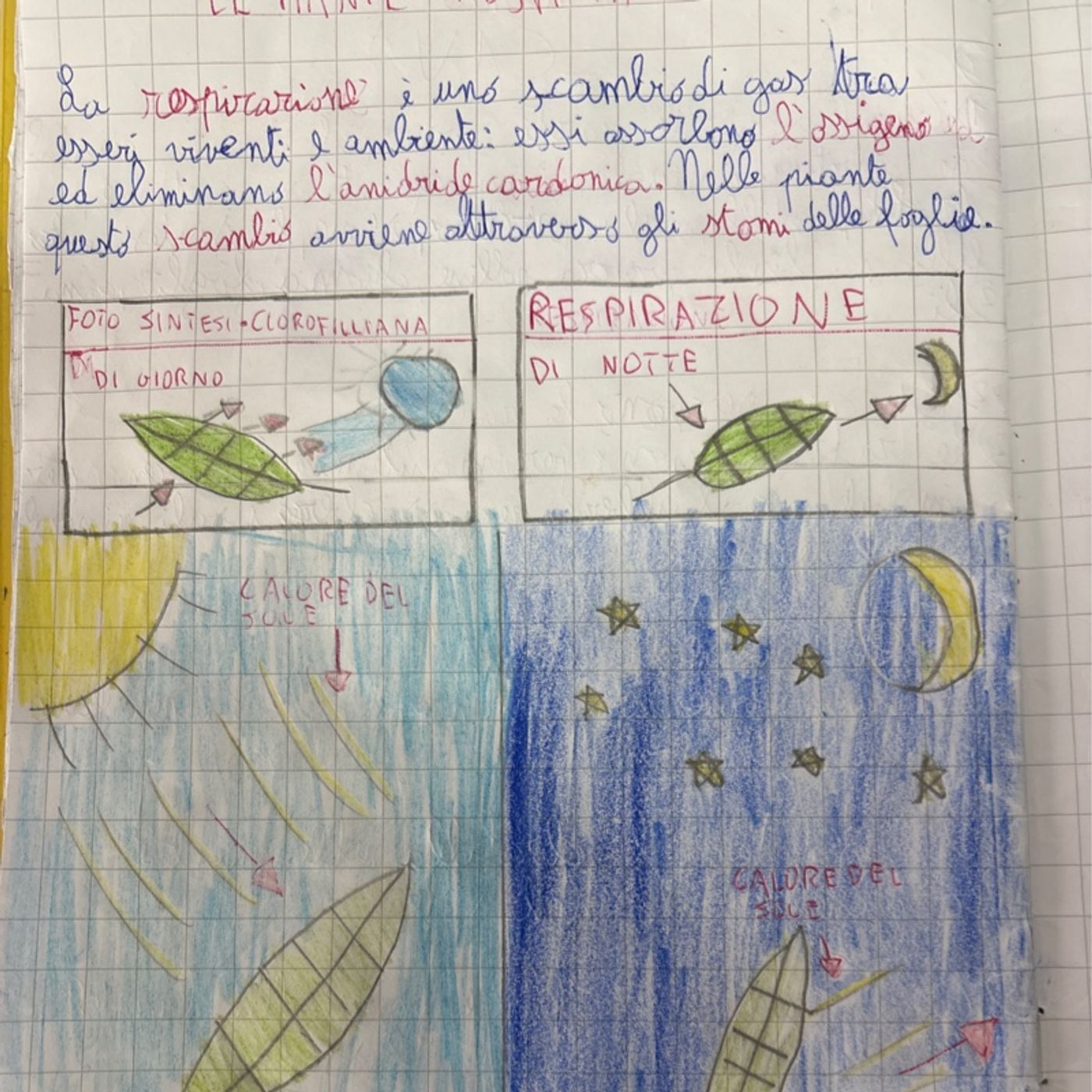 il respiro segreto delle piante