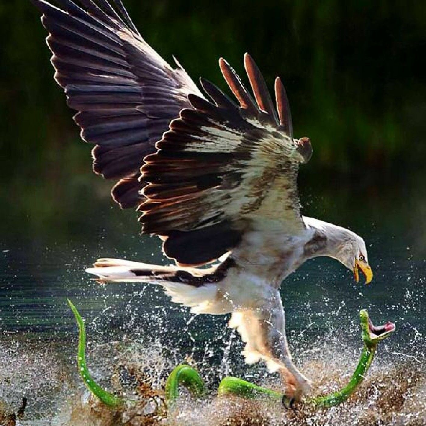 Show Da Semana Con Mega Estación