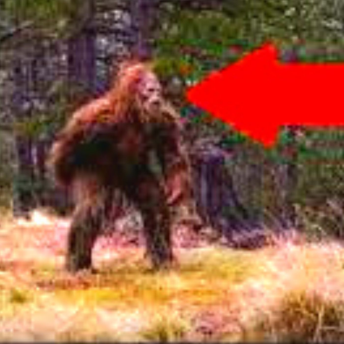 Homeless Couple Calls 911 on Bigfoot ACTUAL AUDIO