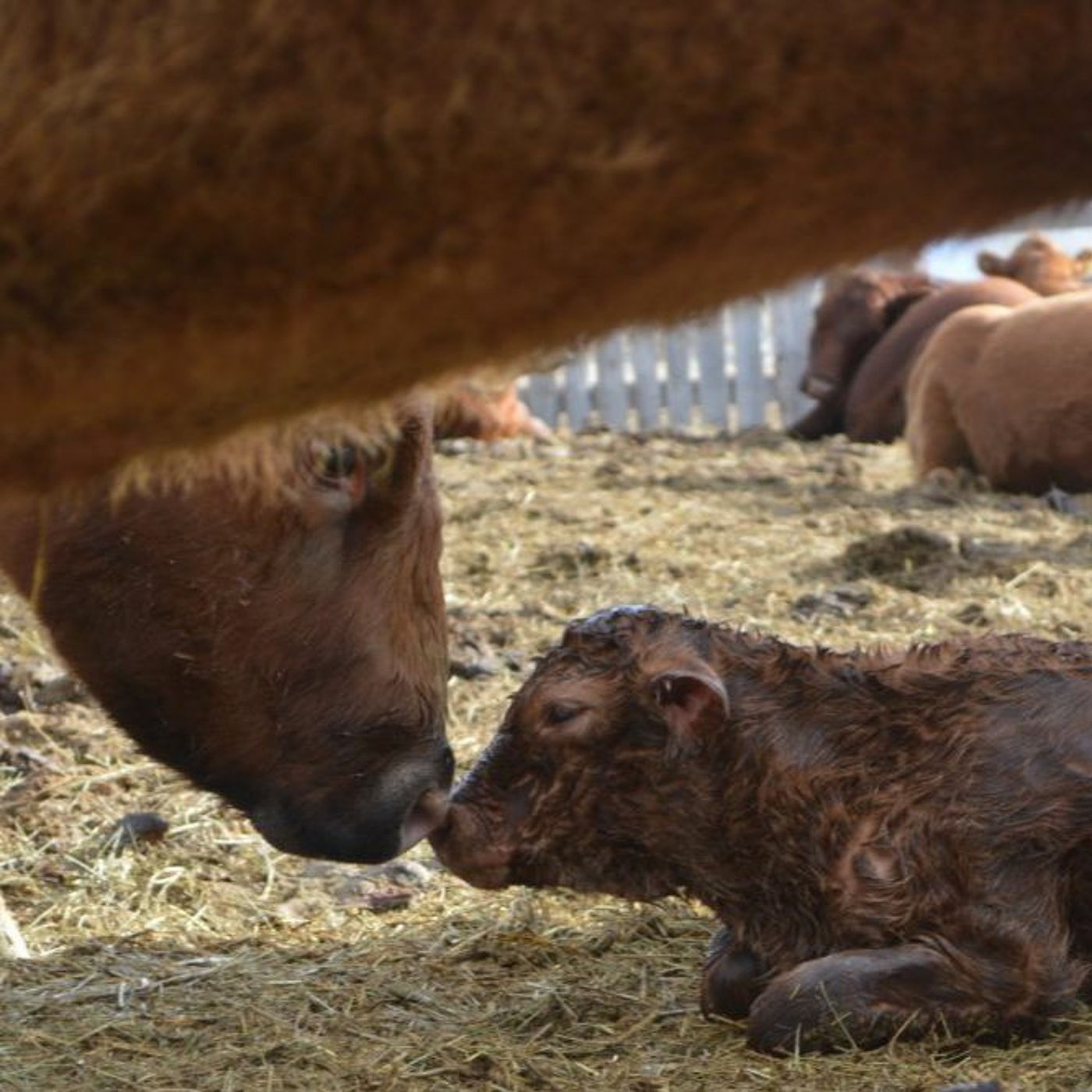 BCRC: Cow-Calf Producers Asked for Input on Research and Extension Strategies episode artwork