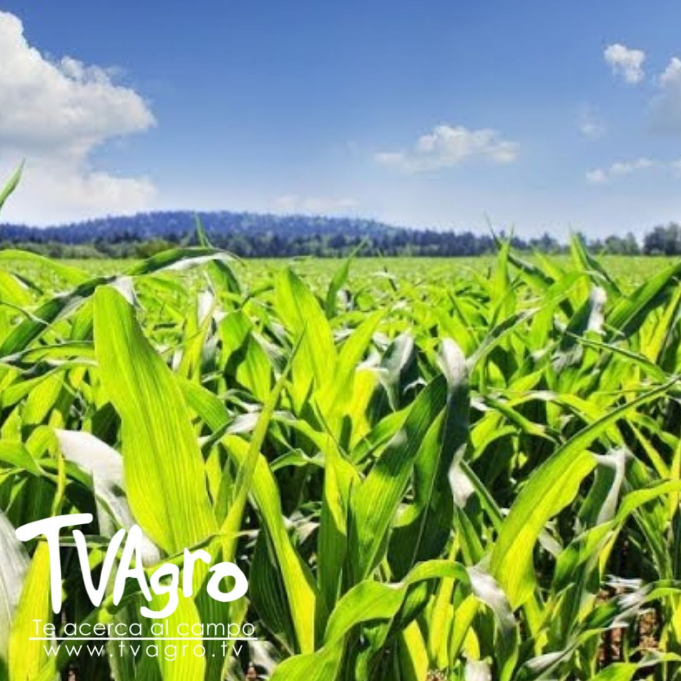 TV AGRO