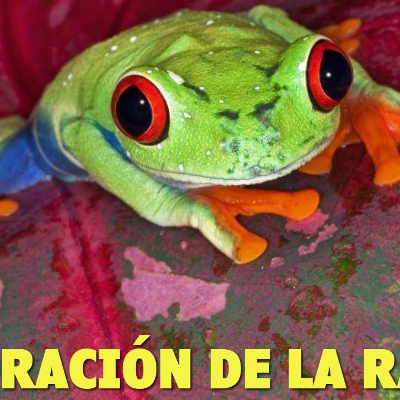 La oración de la rana / Reflexiones Cristianas episode artwork