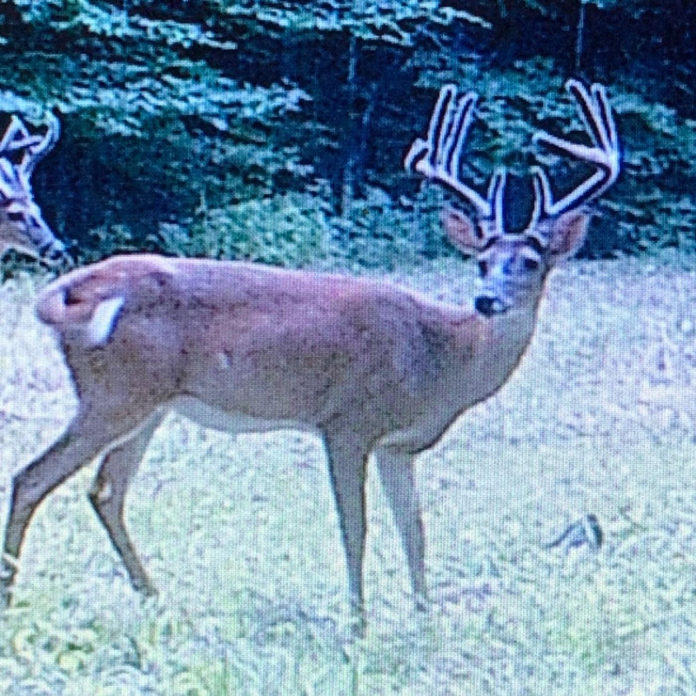Episode 16 - Last Draw Outdoors Show with Tyler Pruitt (food plots)