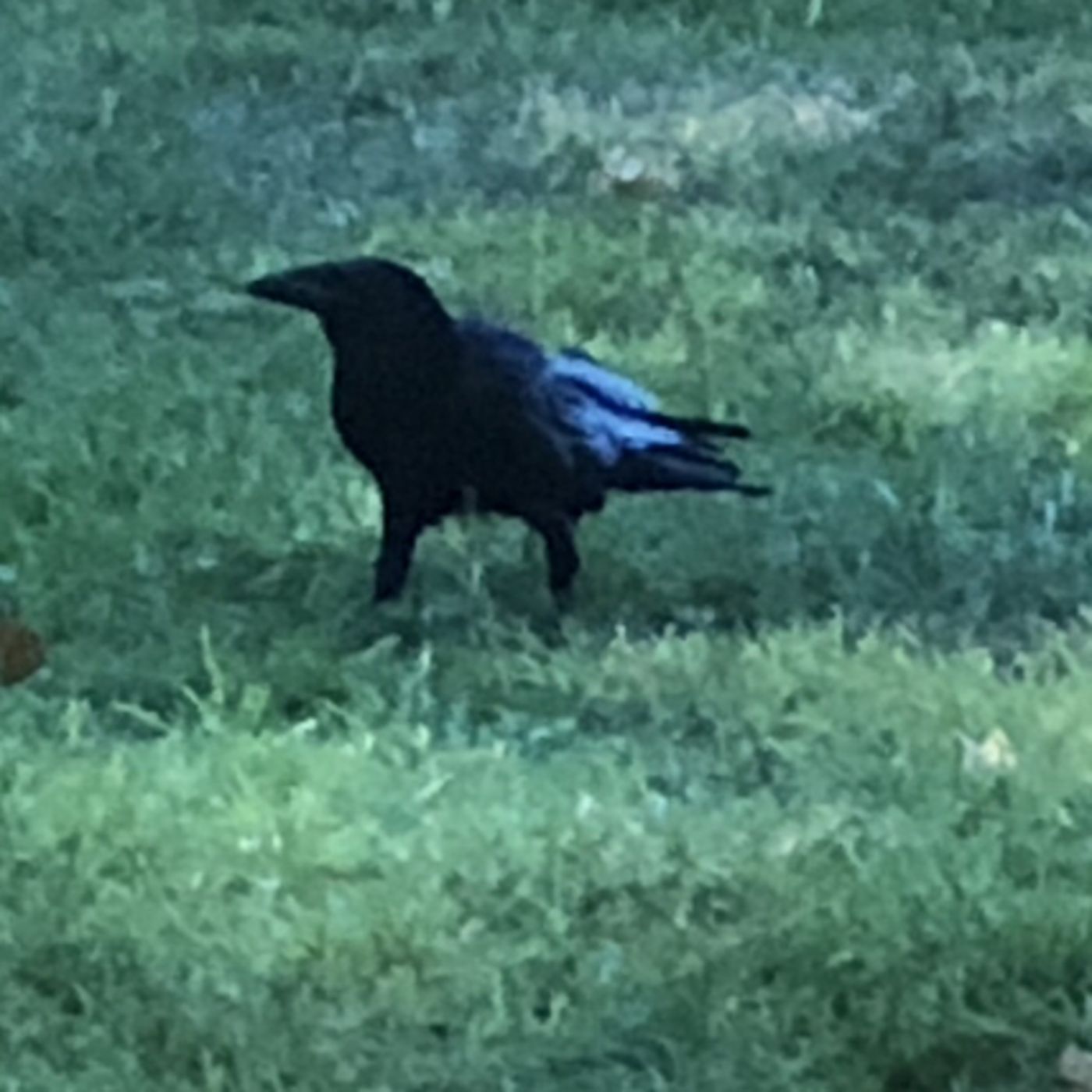 Manolo el cazador y los cuervos