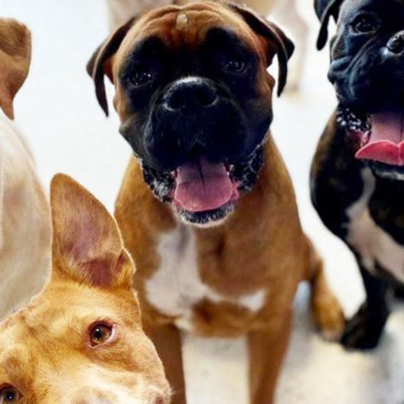 Unleashing Joy at K9 Doggy Day Care podcast artwork