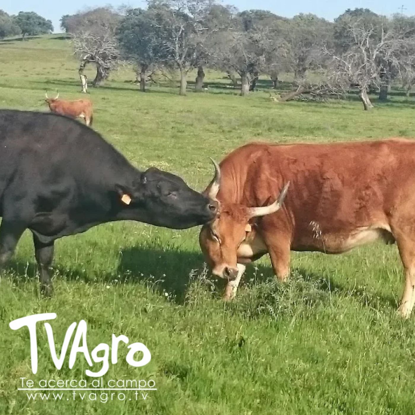 TV AGRO