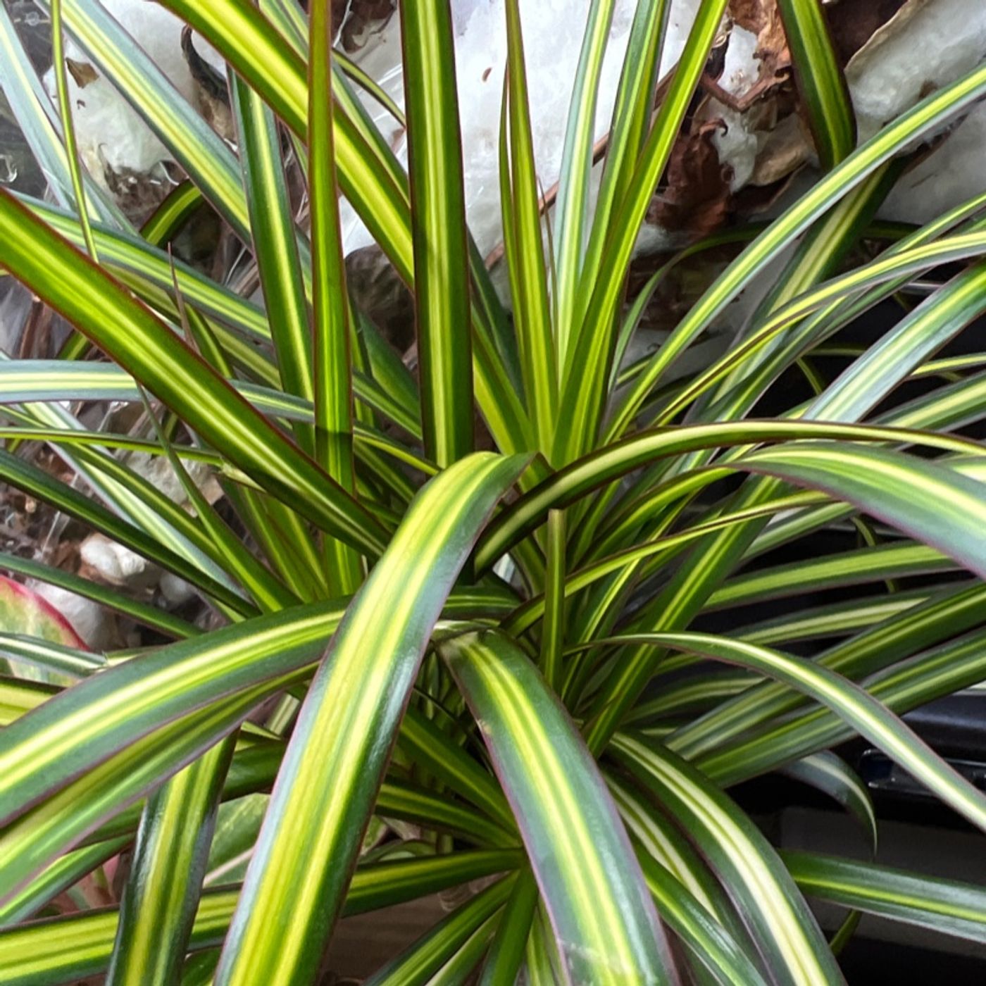 Episode 201 - Dracaena tip and updates