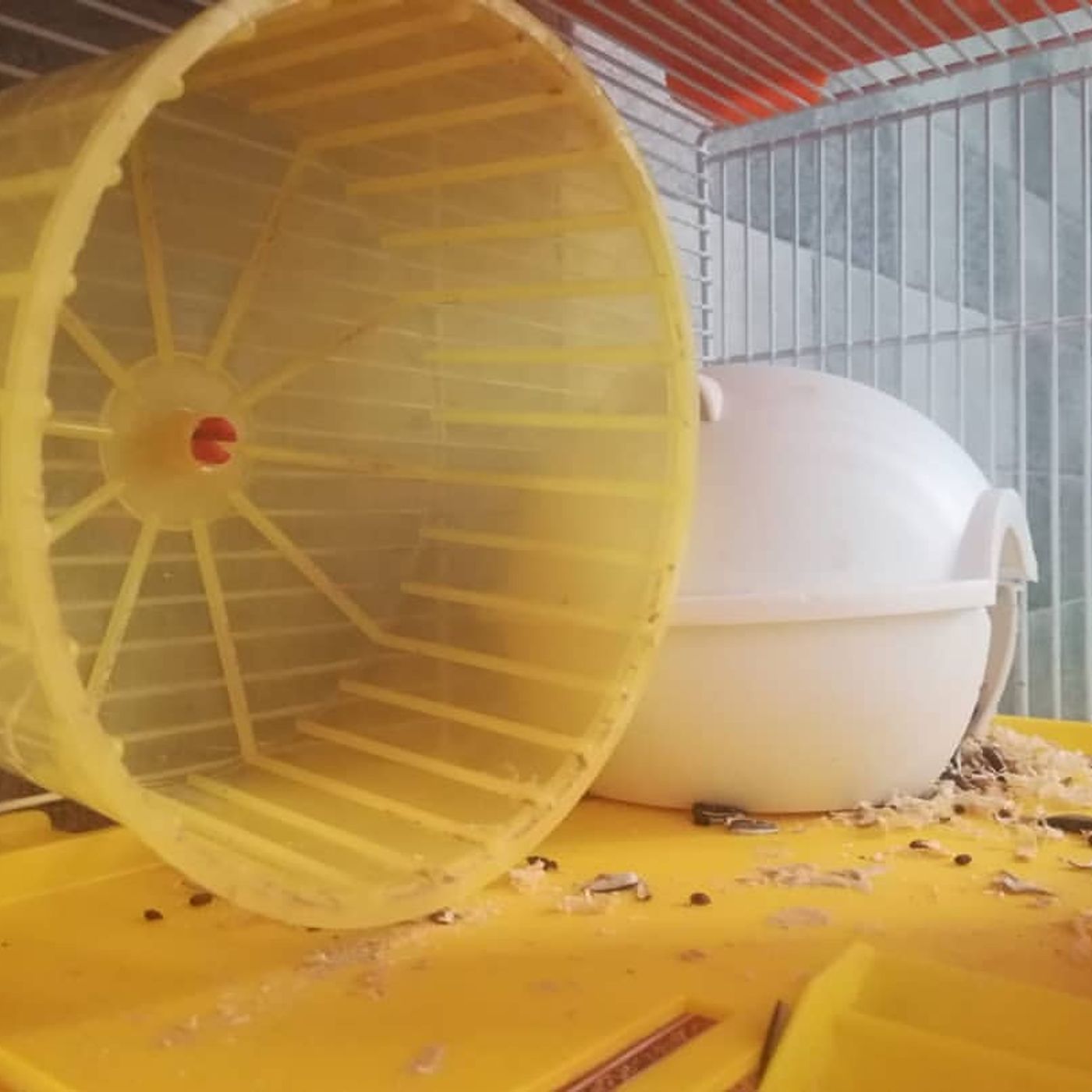 Tracce dalla quarantena