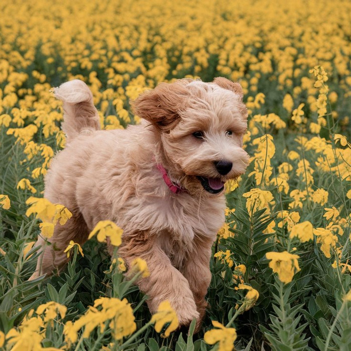 ABCs Puppy Zs: A Premier Destination for podcast artwork