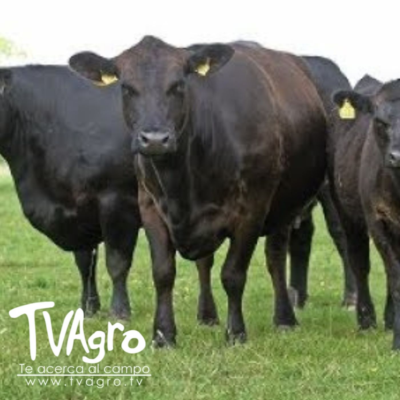 TV AGRO