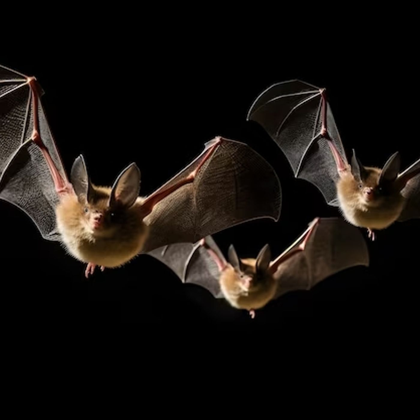 Bat Removal in Houston – Protecting Your Home and Health Bat Removal in Houston – Protecting Your Home and Health