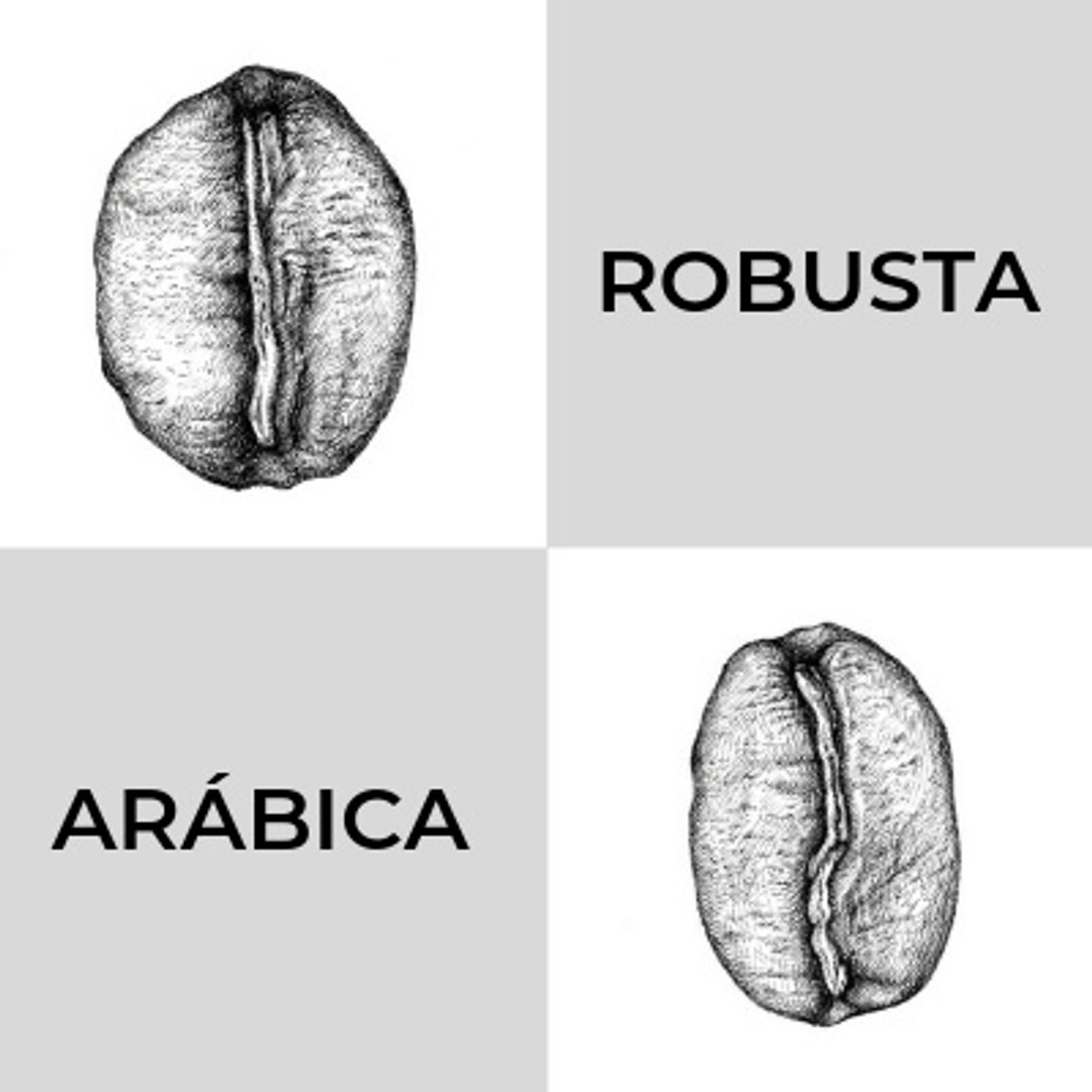 Café Arábica o Robusta ¿cuál deberías preferir?