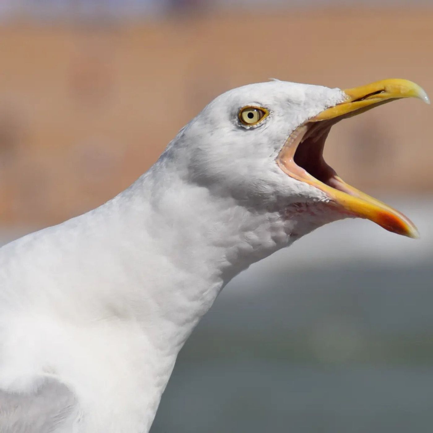 5/23/23 episode, part two: Sending well-wishes to those fleeing the volcano in Mexico City, a seagull experiment Tim tried, and he has insta