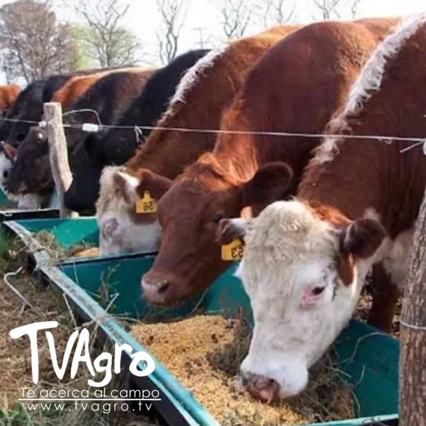 TV AGRO