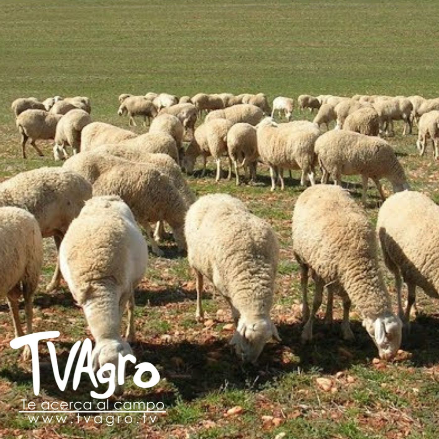 TV AGRO