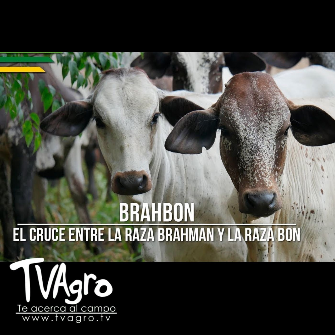 TV AGRO