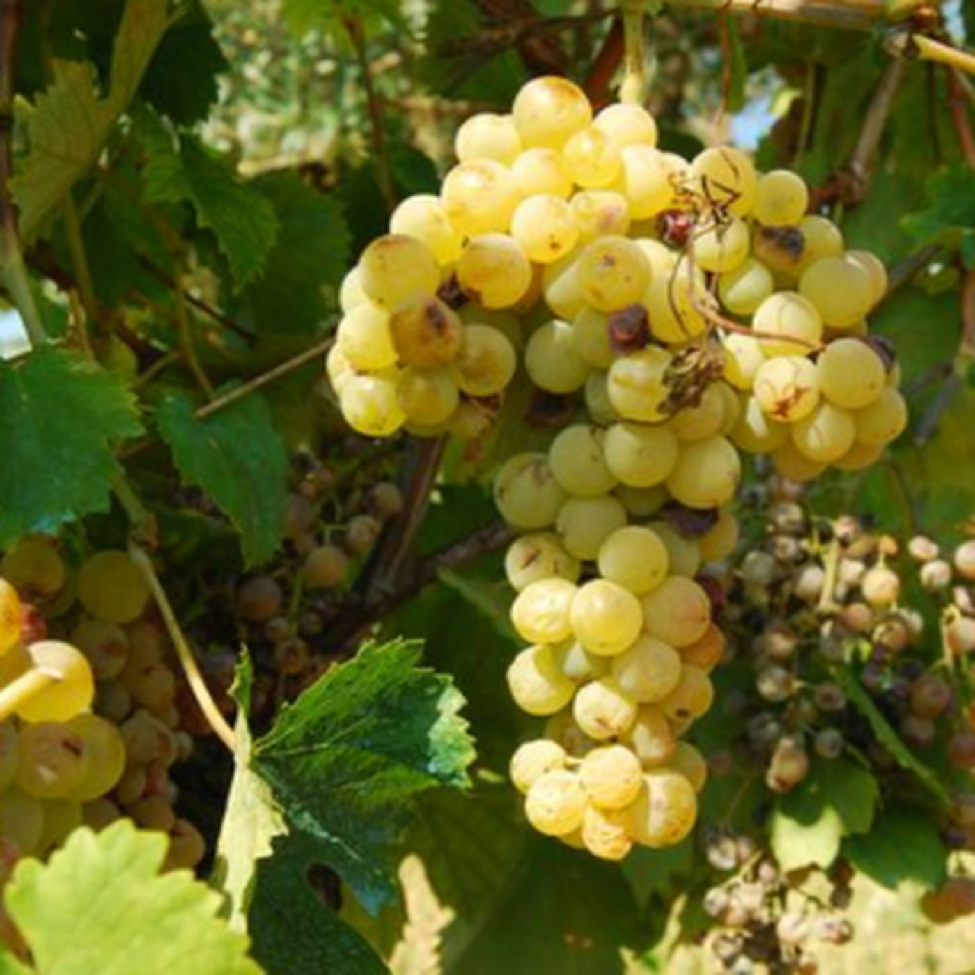 Getting to Know Grenache Blanc White Wine and Taste episode artwork