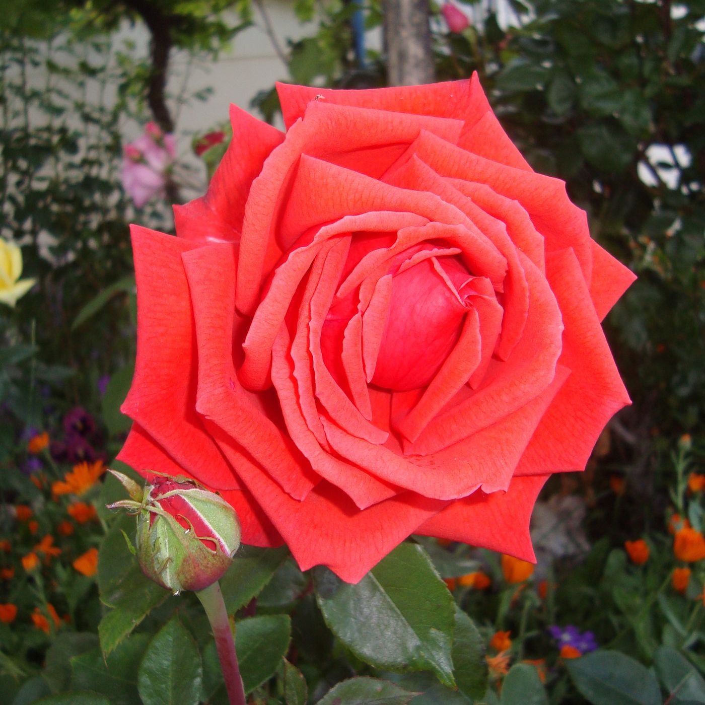 Pistas de Eduardo Garcia Casado