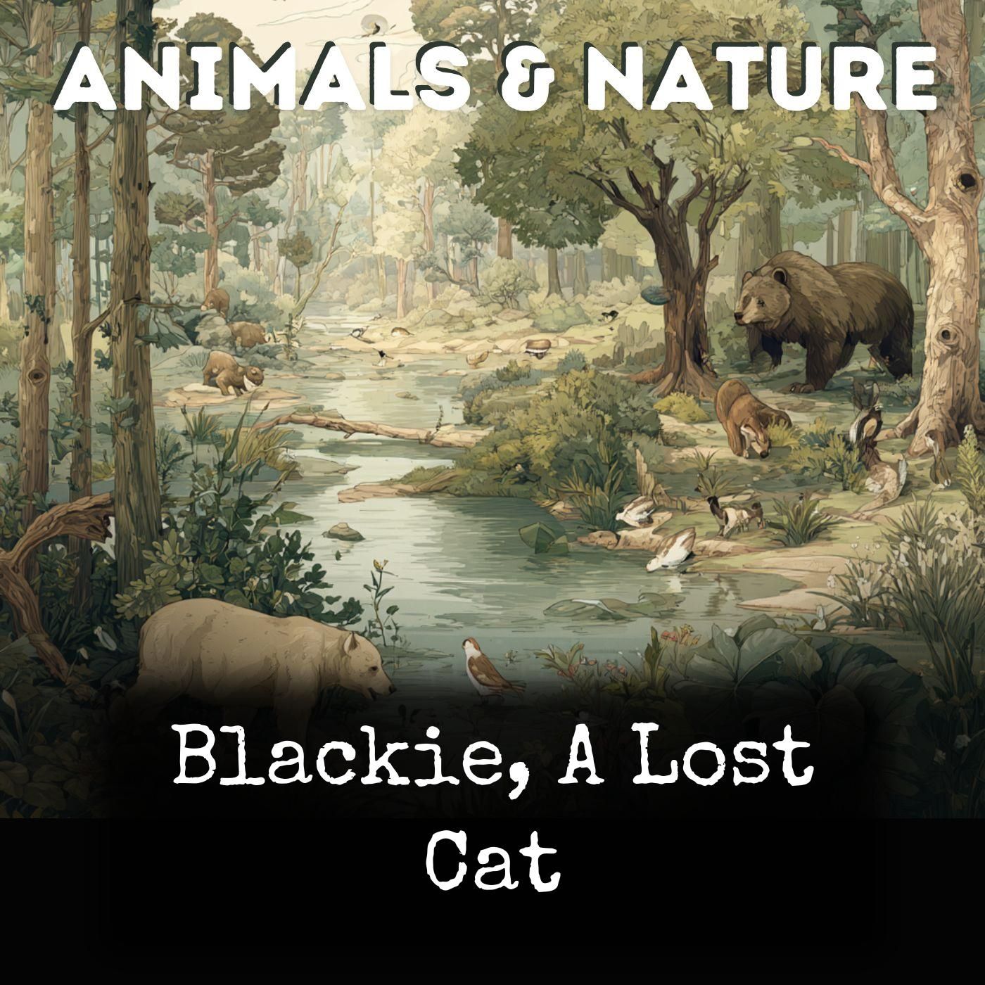 Blackie, A Lost Cat