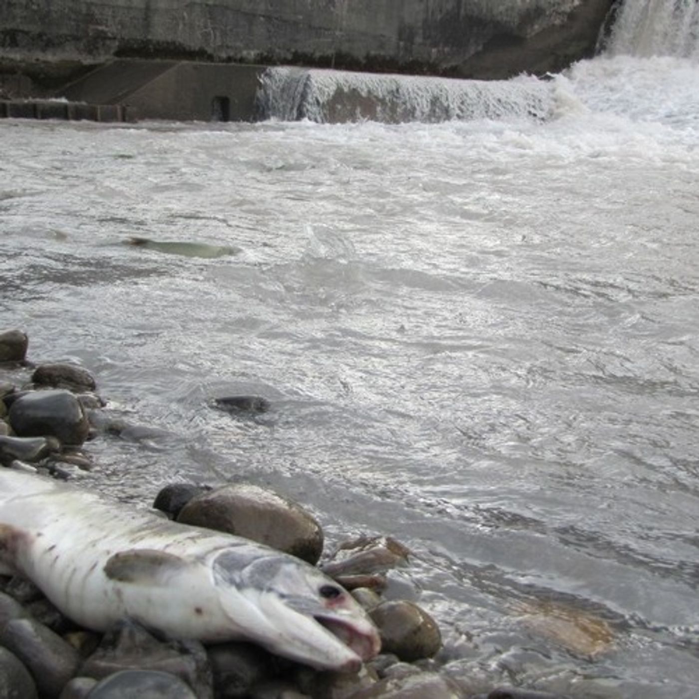 Washington Tribes Grow Impatient With Fish-Killing Dam episode artwork