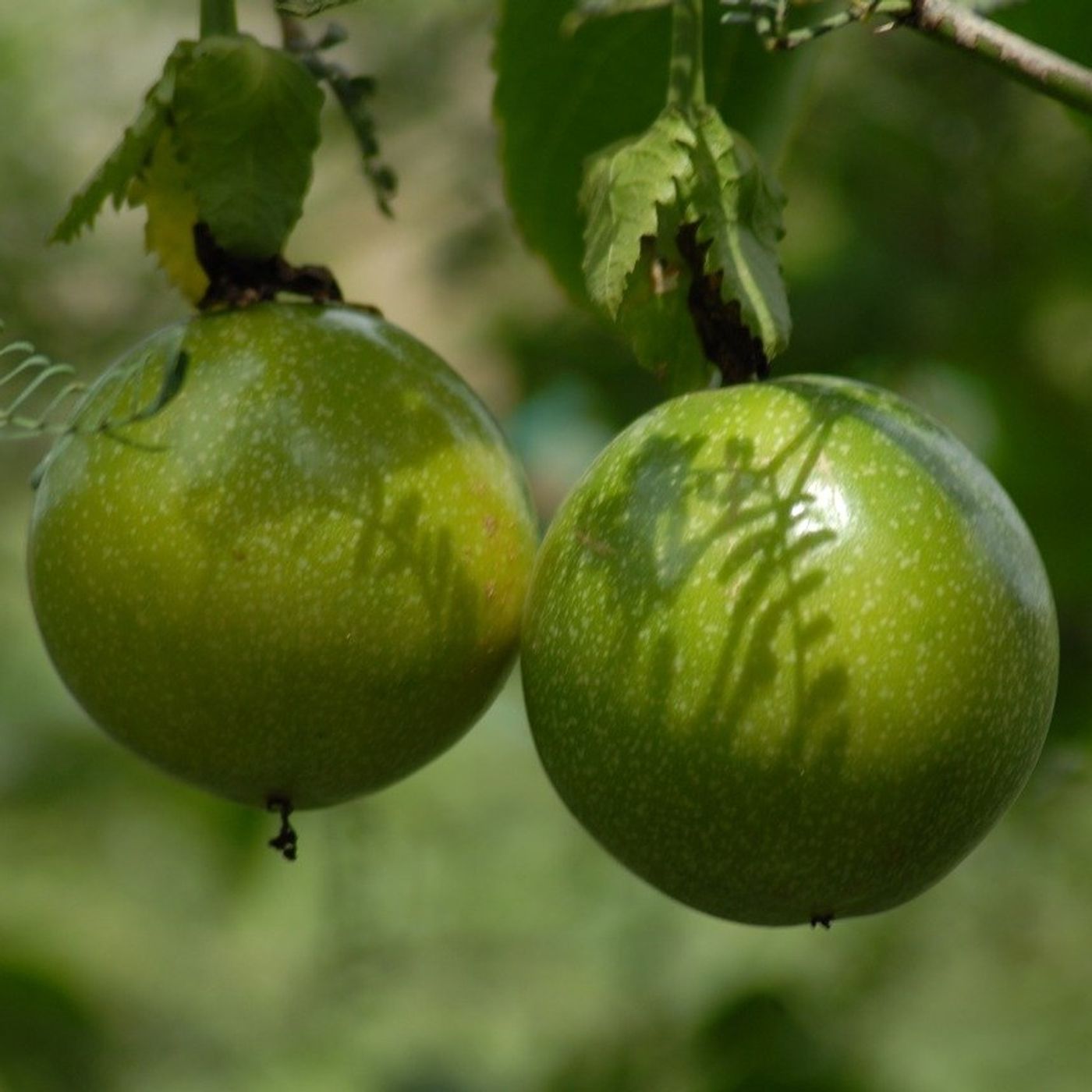 Oferta tecnológica AGROSAVIA