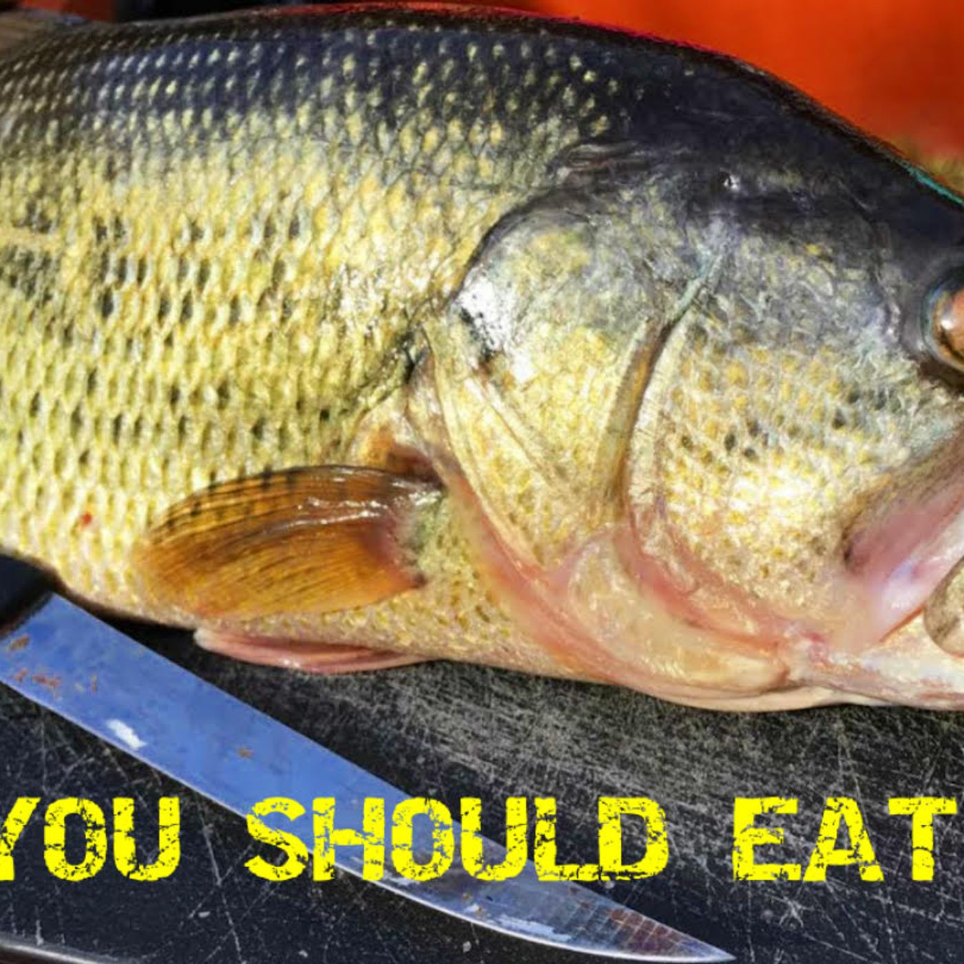 Why You Should Eat Bass Why You Should Eat Bass