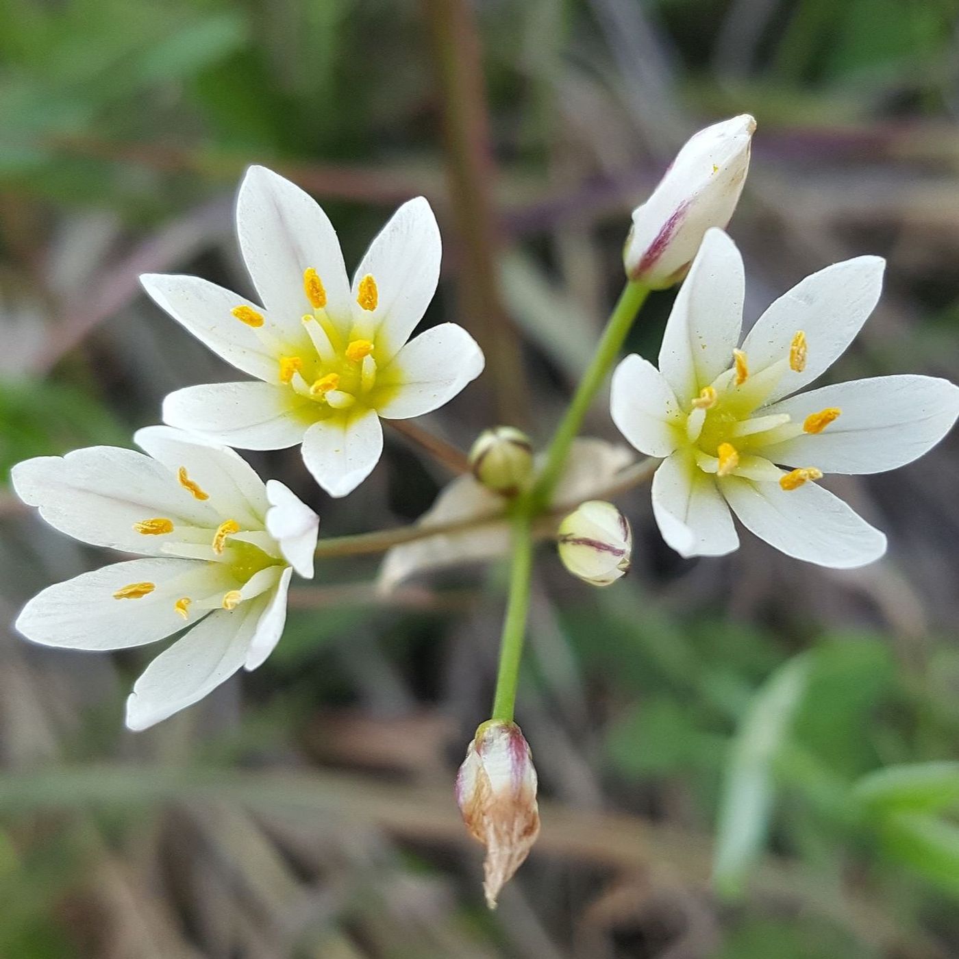 Hey Hey What's Blooming: Crow Poison