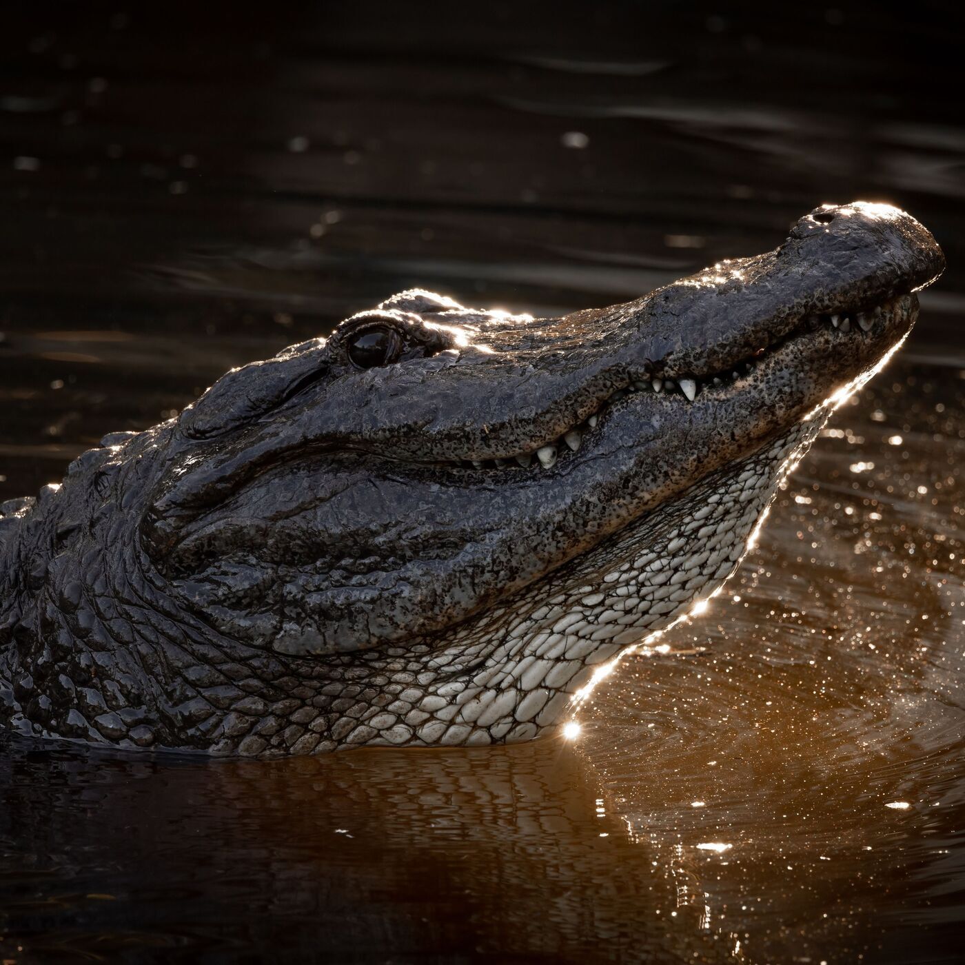 cover of episode S7: Vampires, Gators, and Wackos: A Florida Newspaperman’s Life