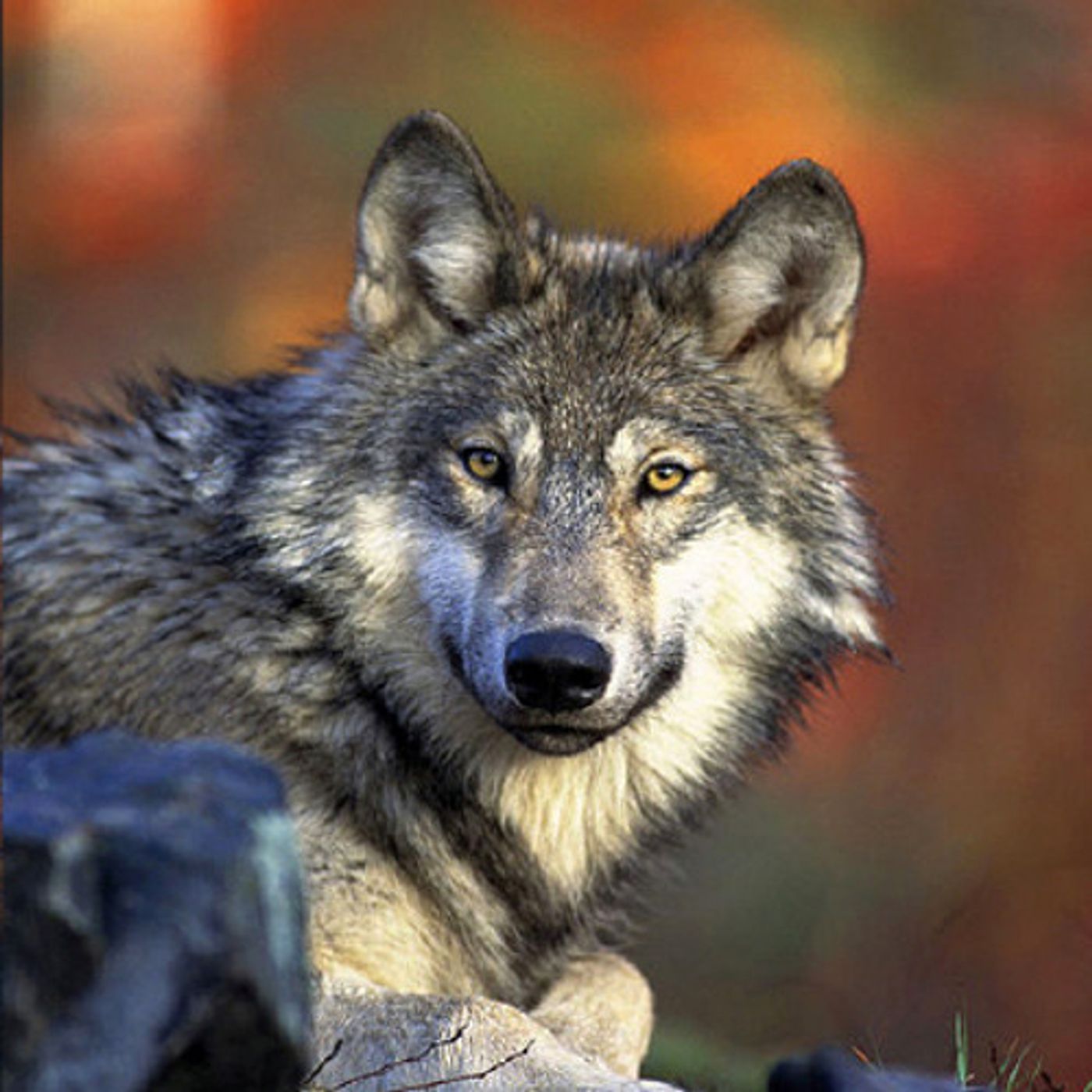 Wolf Advocates File Appeal to Budget Rider episode artwork