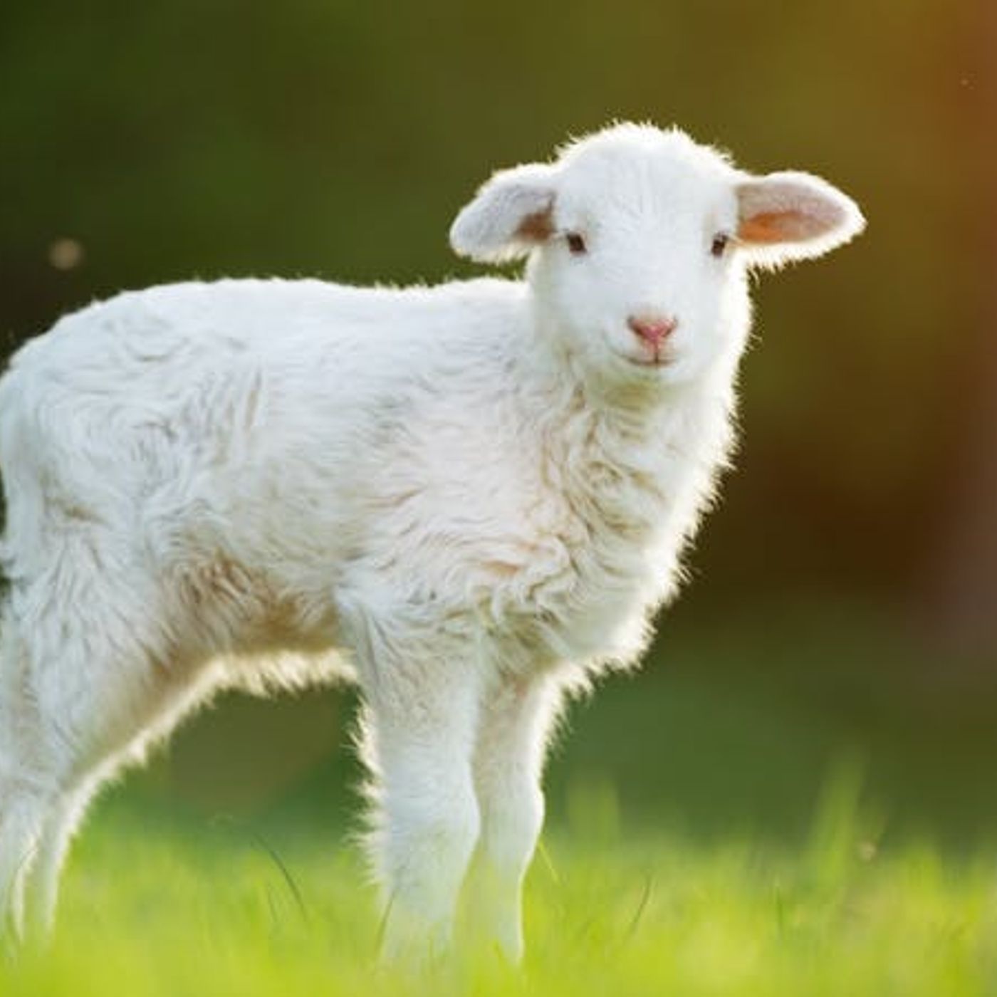 Did Jesus Disregard the Sacrificial System?