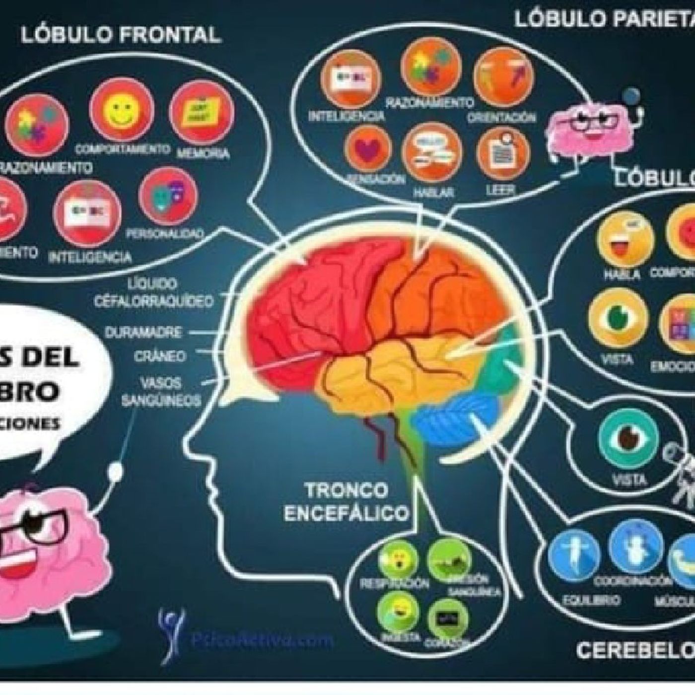 El cerebro humano episode artwork