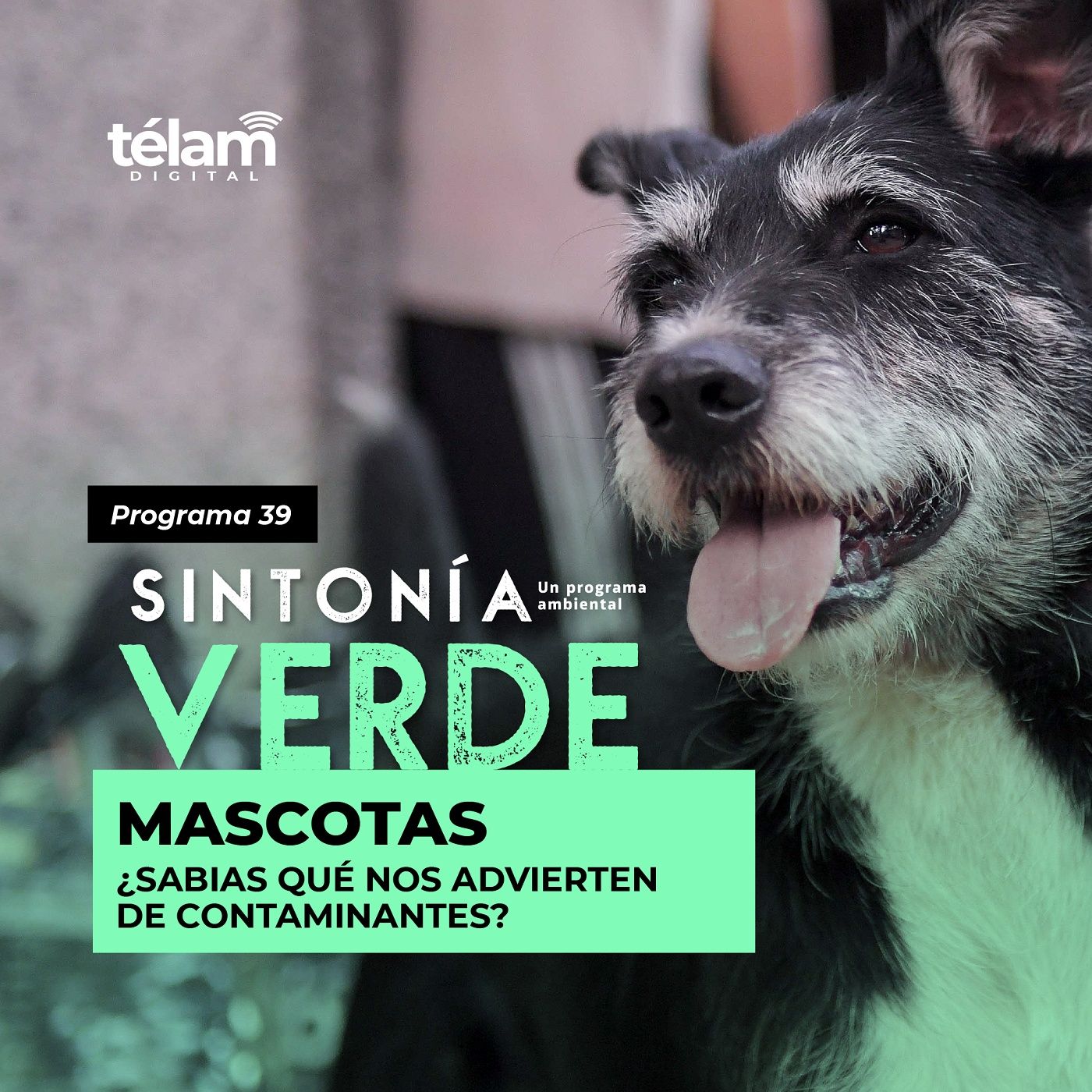 cover of episode Mascotas: ¿Sabías qué nos advierten de contaminantes?