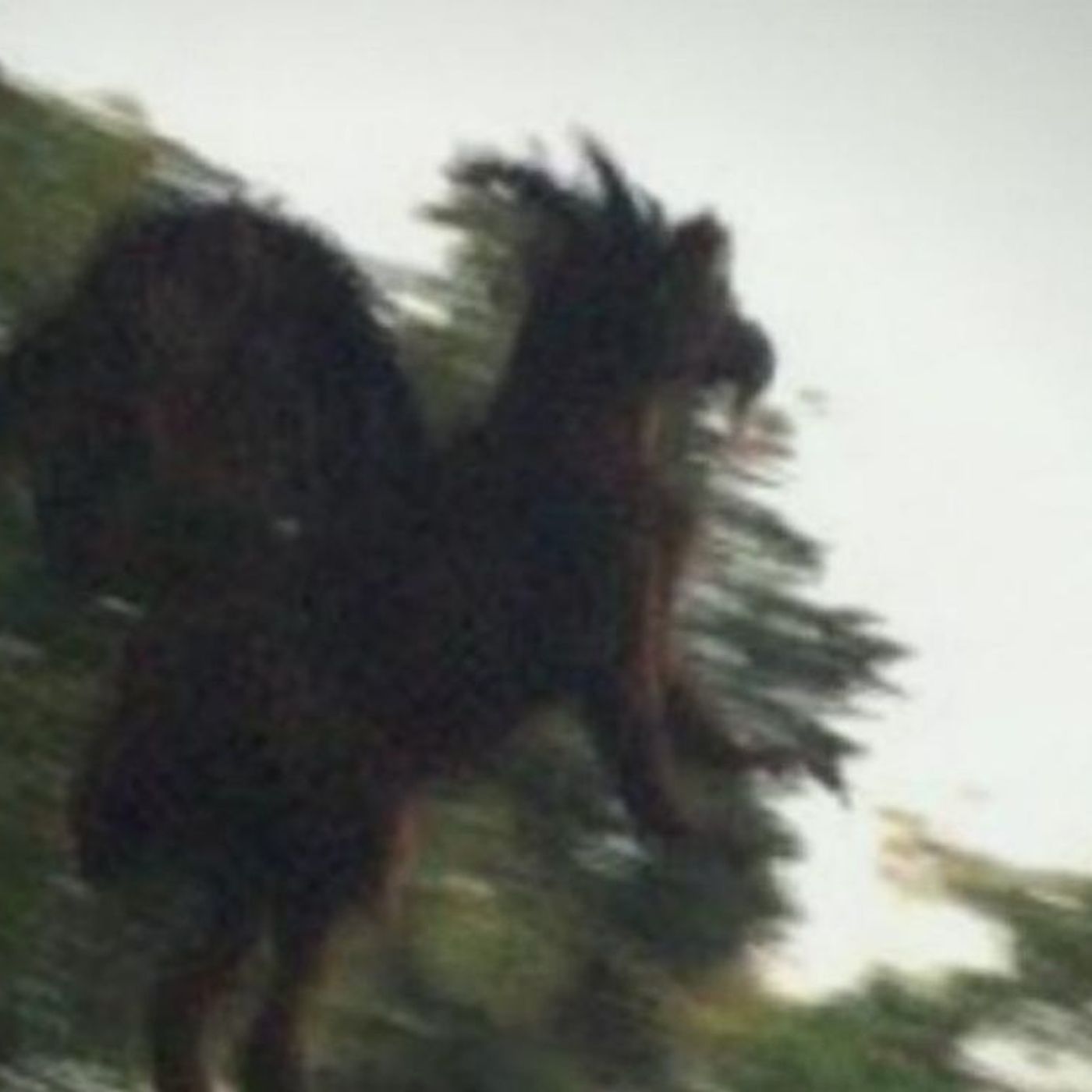 Historias de Miedo Noviembre 8 de 2023 UN SER ALADO